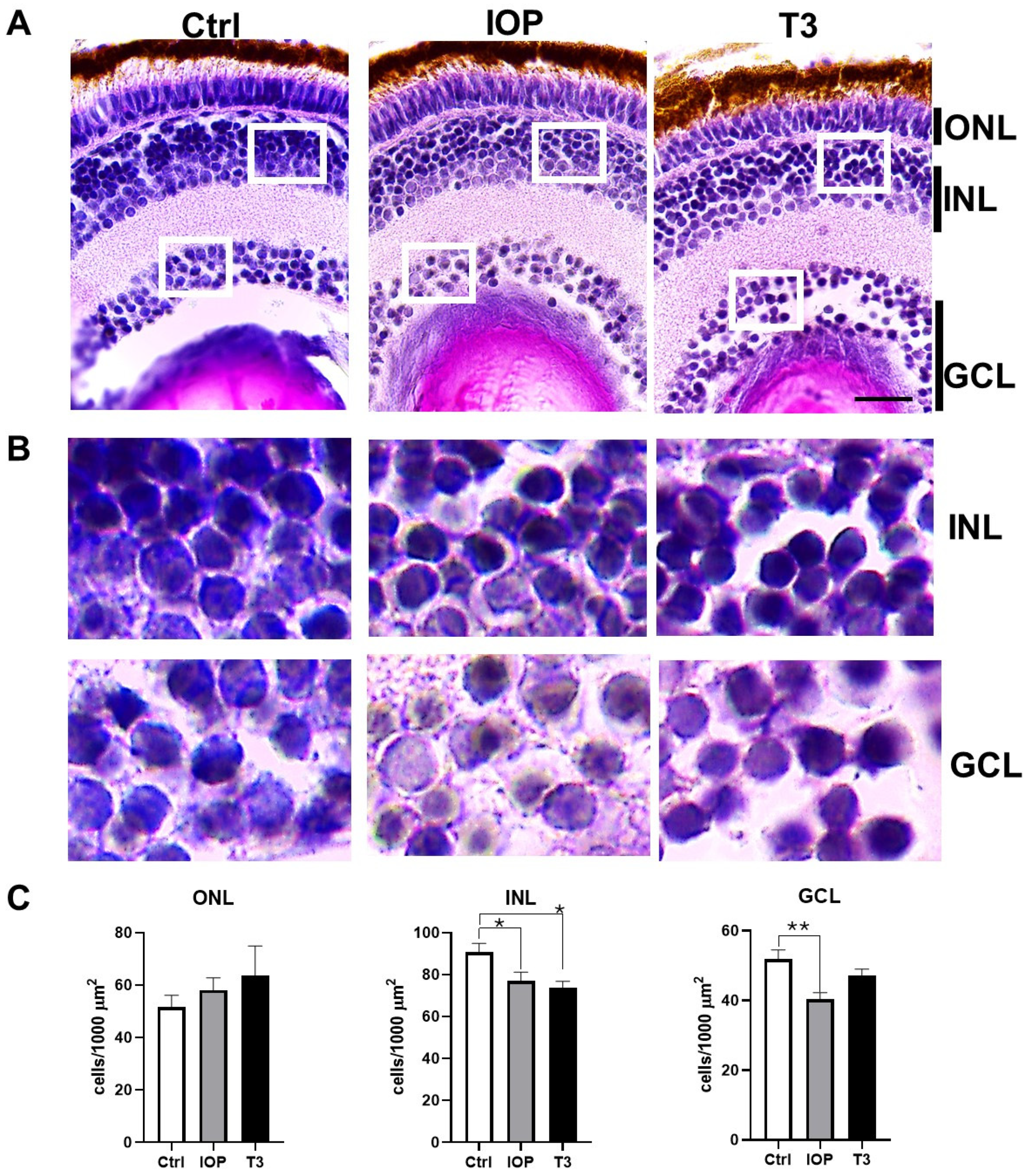 Ijms 25 12215 g003 Ijms 25 12215 g003