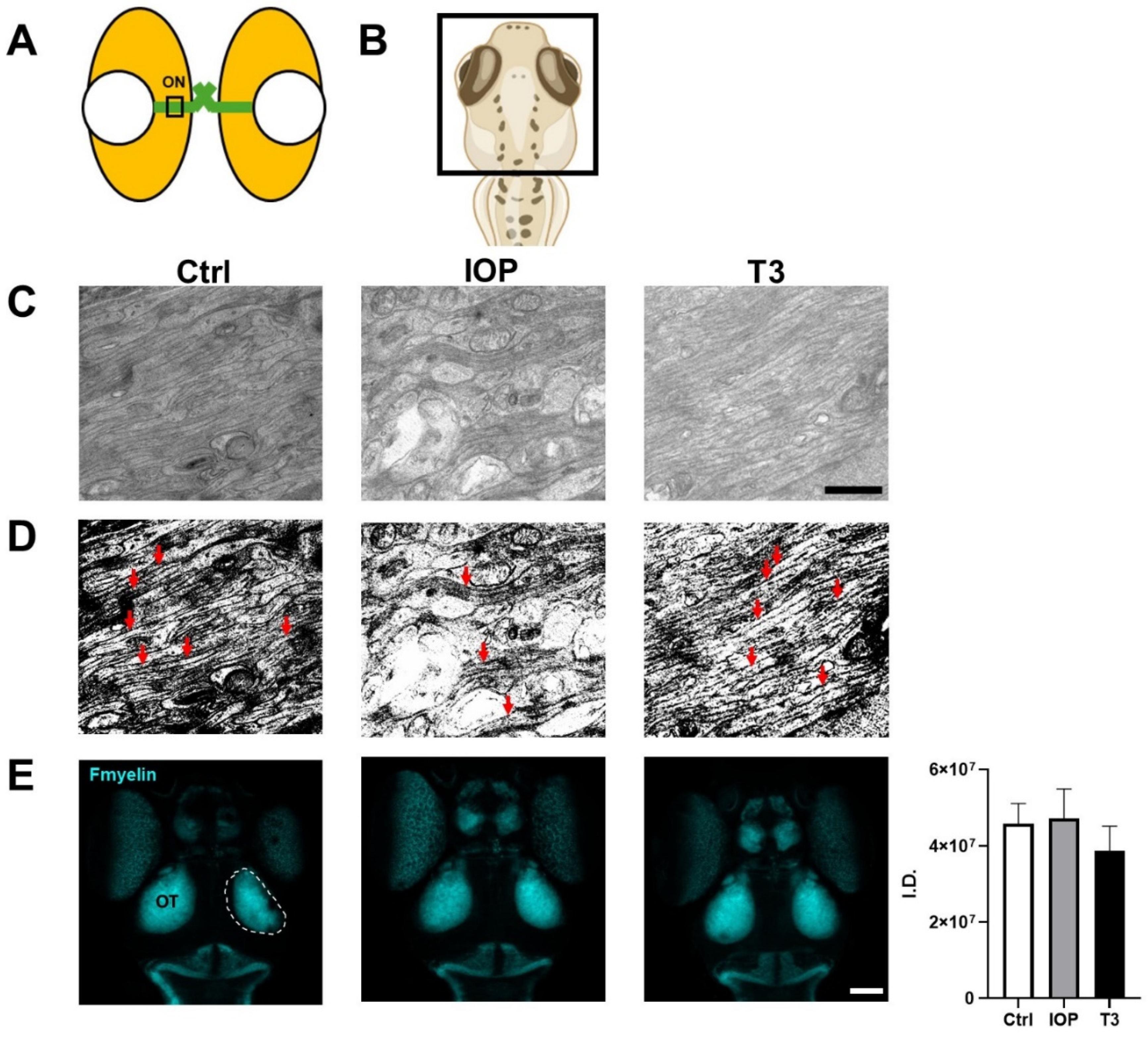 Ijms 25 12215 g004 Ijms 25 12215 g004