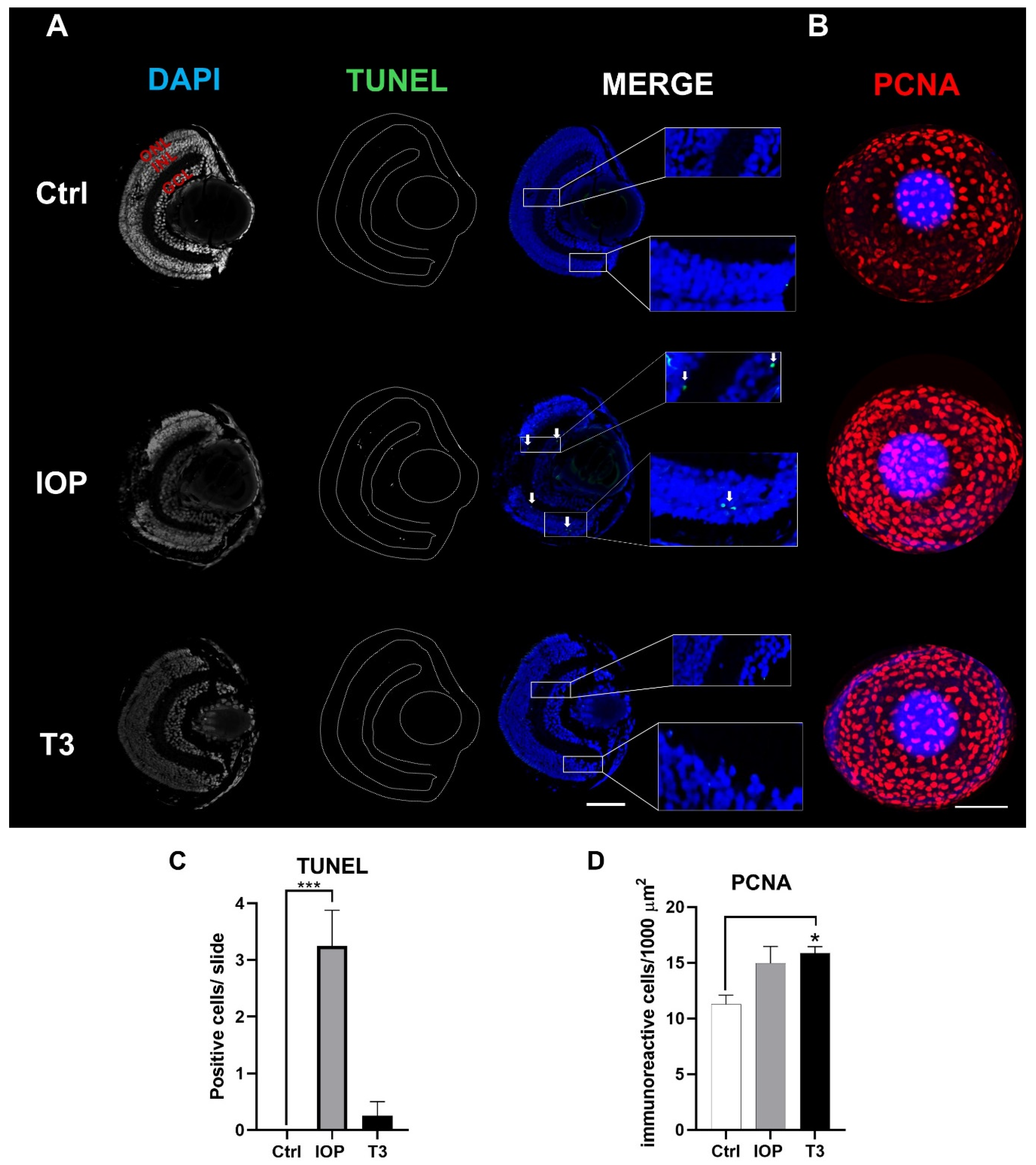 Ijms 25 12215 g006 Ijms 25 12215 g006