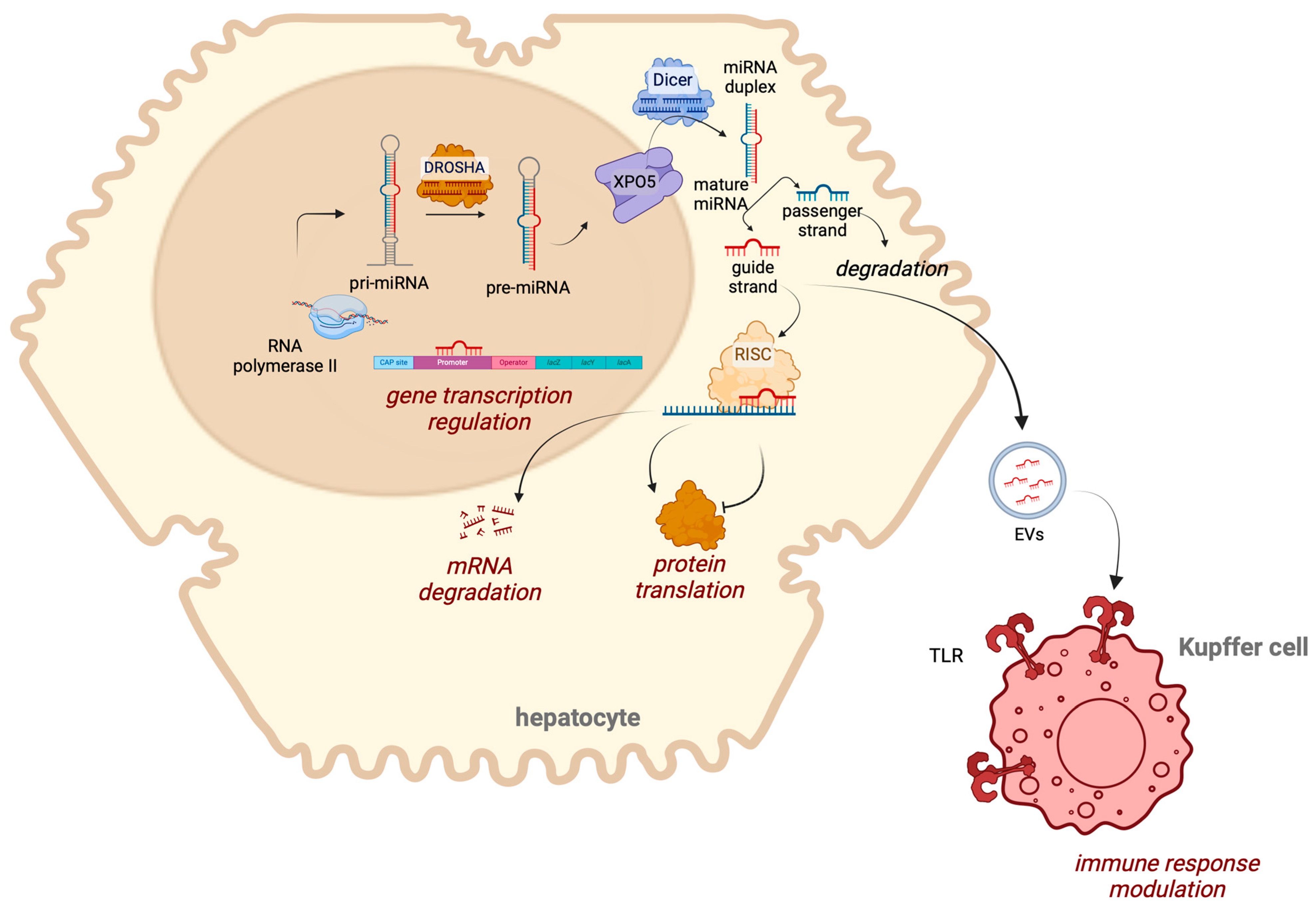 Ijms 25 12229 g001 Ijms 25 12229 g001