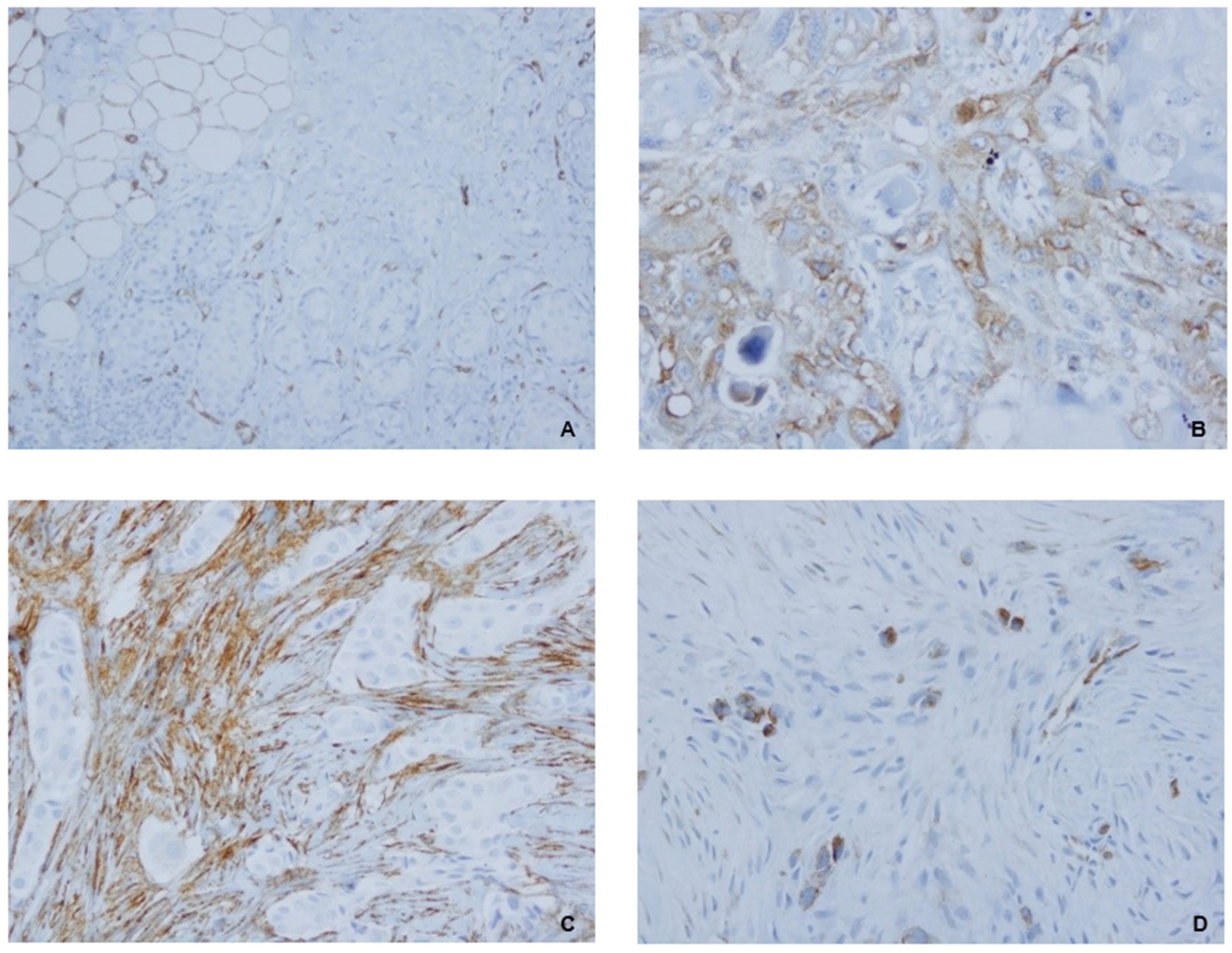 Ijms 25 12241 g003 Ijms 25 12241 g003