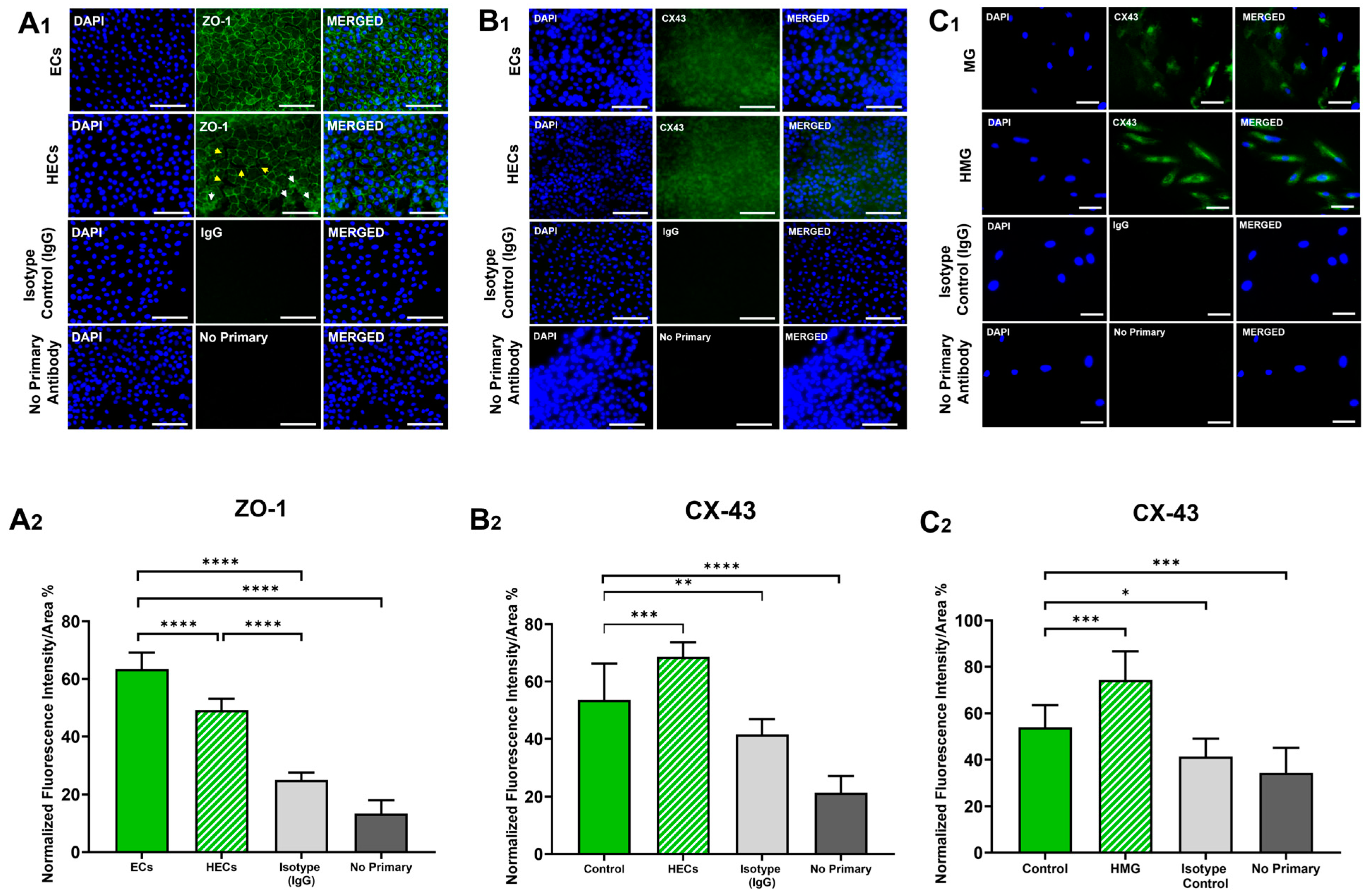 Ijms 25 12271 g004 Ijms 25 12271 g004