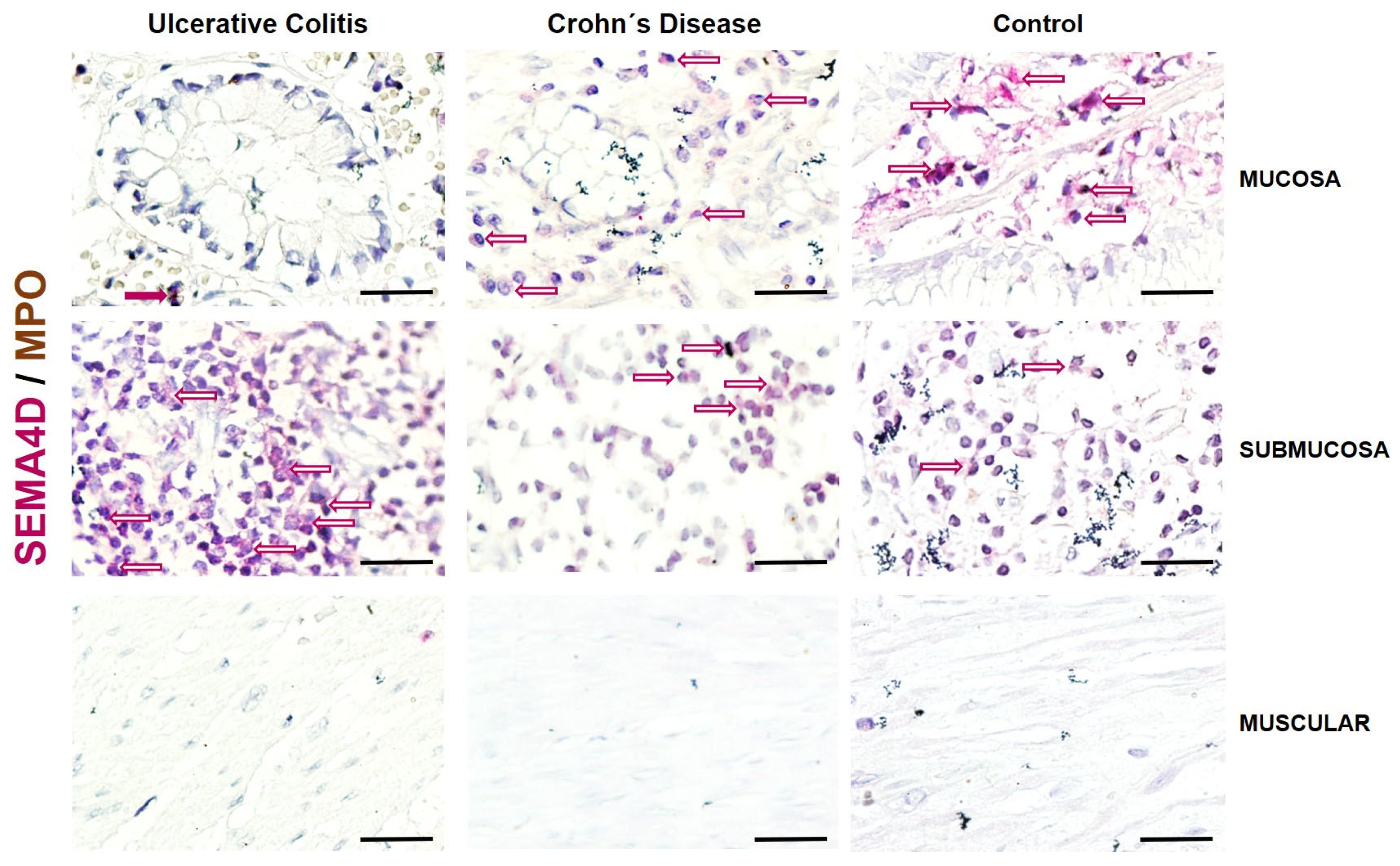 Ijms 25 12442 g003 Ijms 25 12442 g003