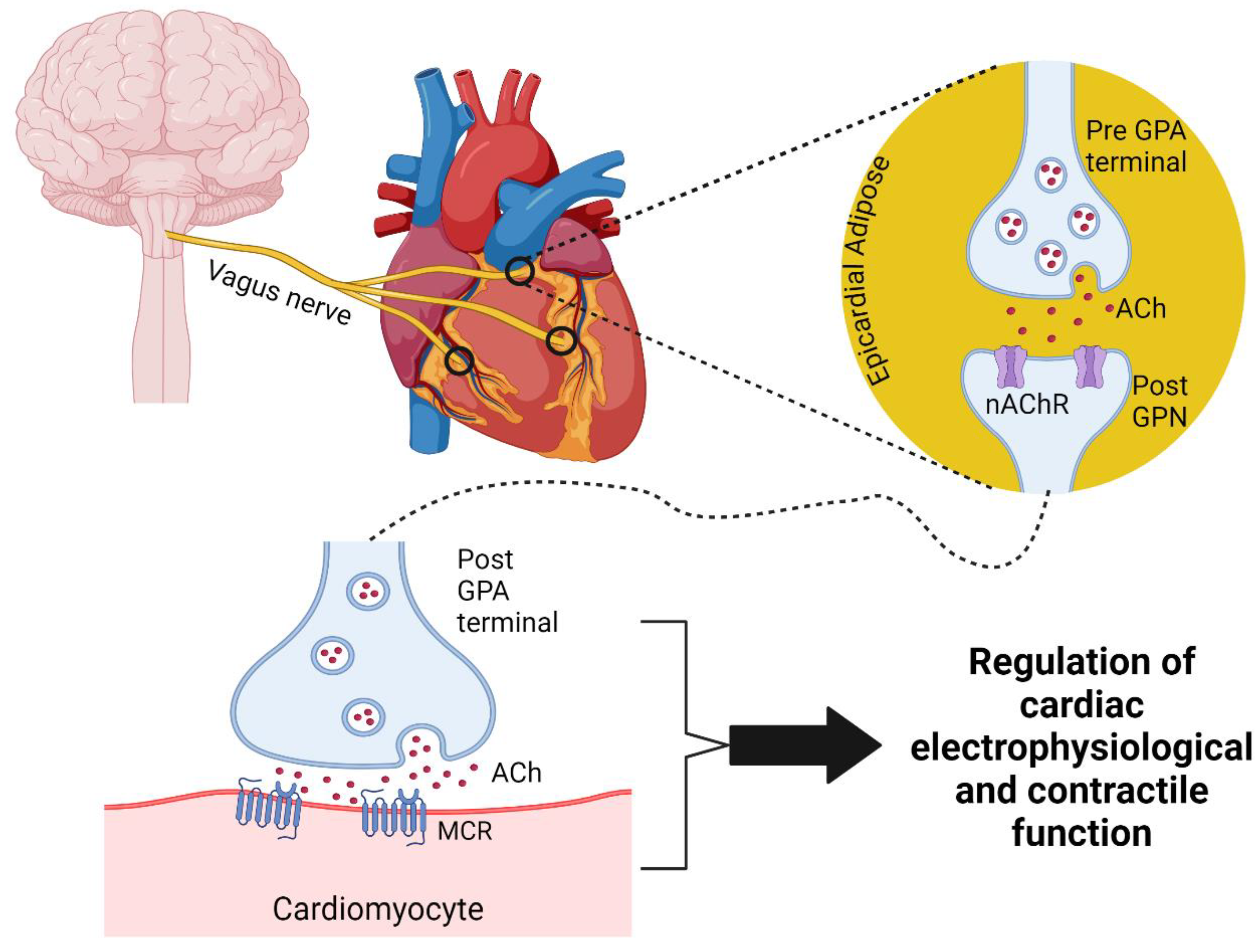 Ijms 25 12464 g001 Ijms 25 12464 g001