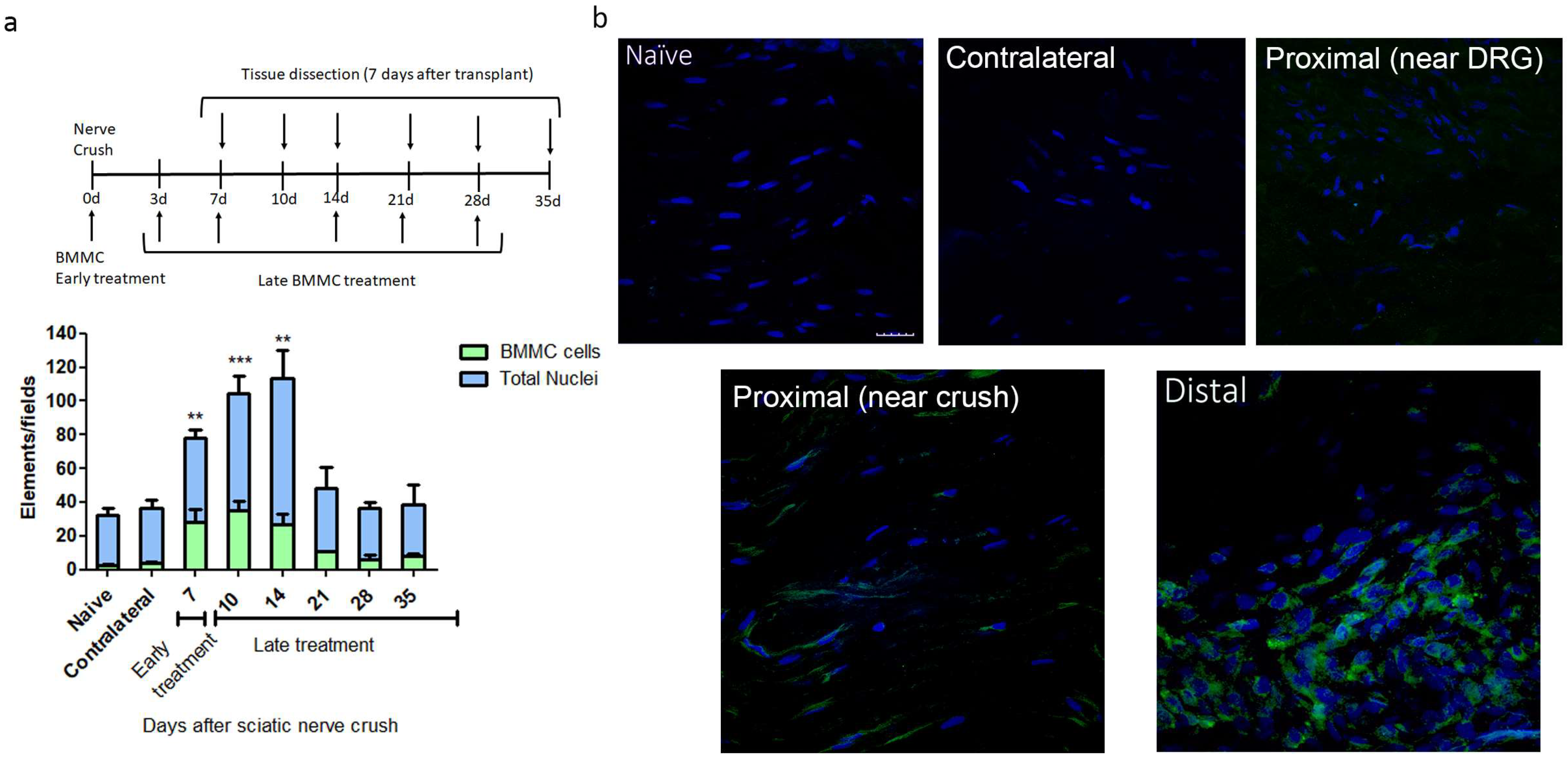 Ijms 25 12482 g001 Ijms 25 12482 g001