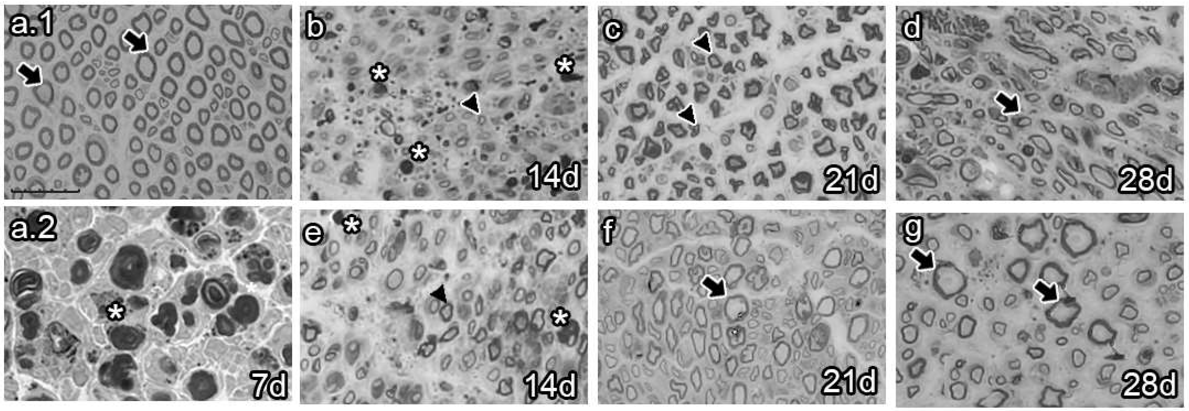 Ijms 25 12482 g004 Ijms 25 12482 g004