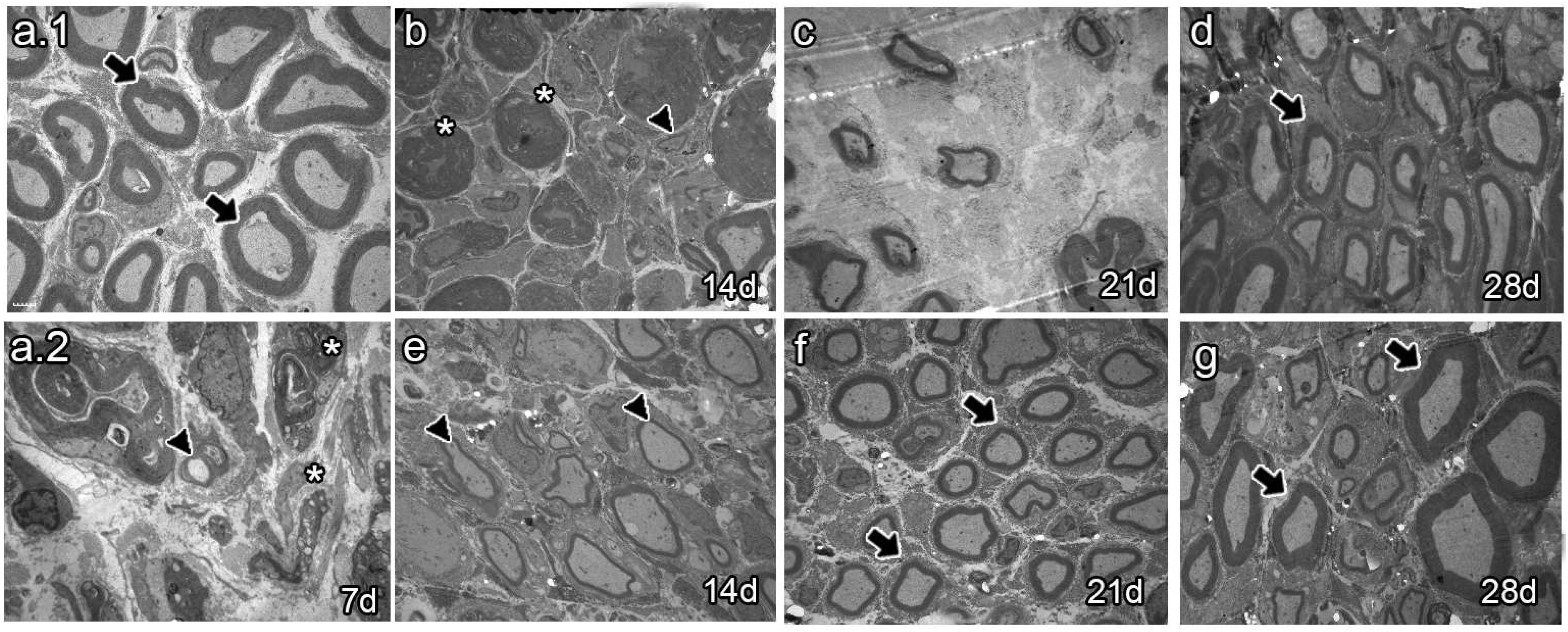 Ijms 25 12482 g005 Ijms 25 12482 g005