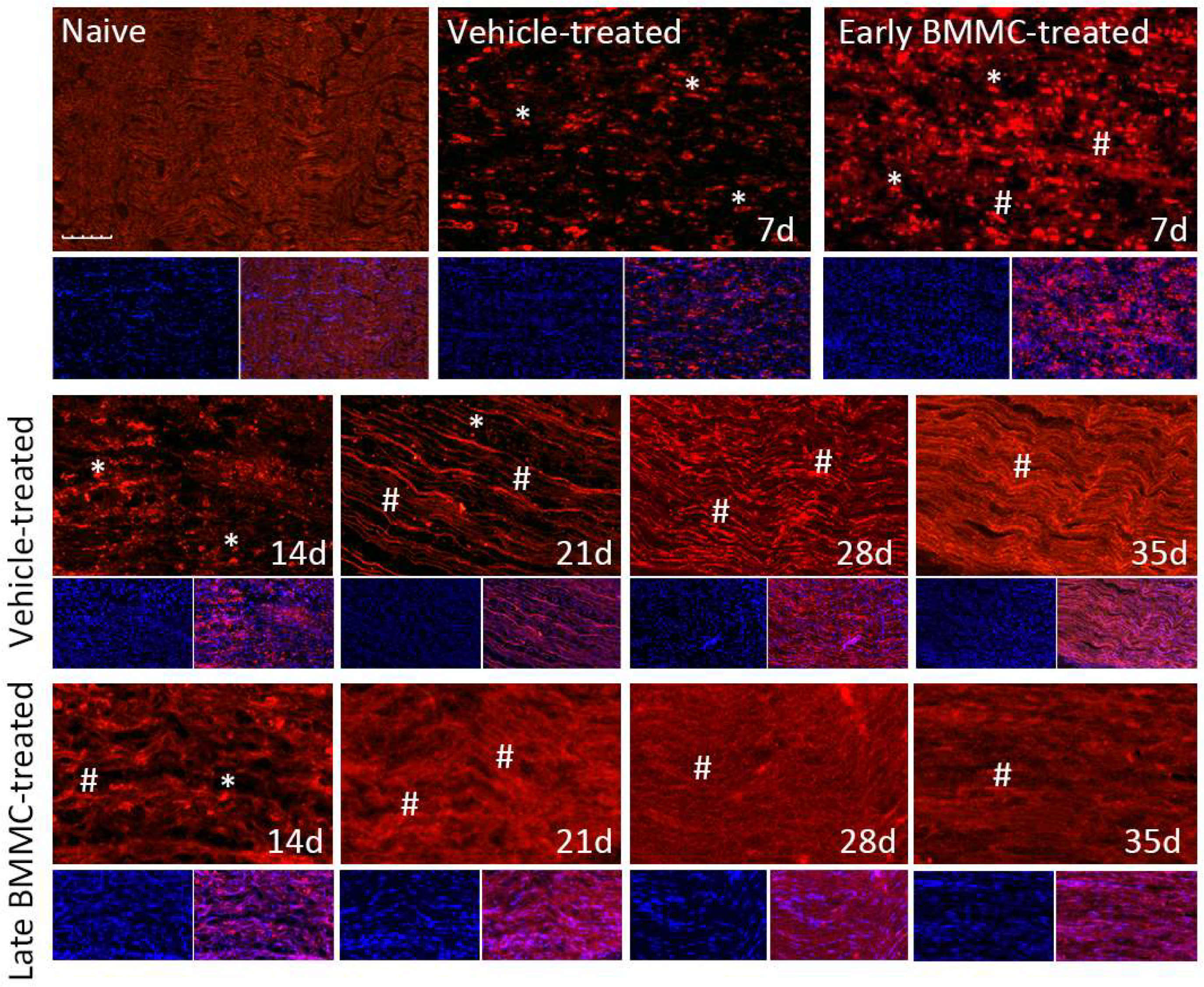 Ijms 25 12482 g008 Ijms 25 12482 g008
