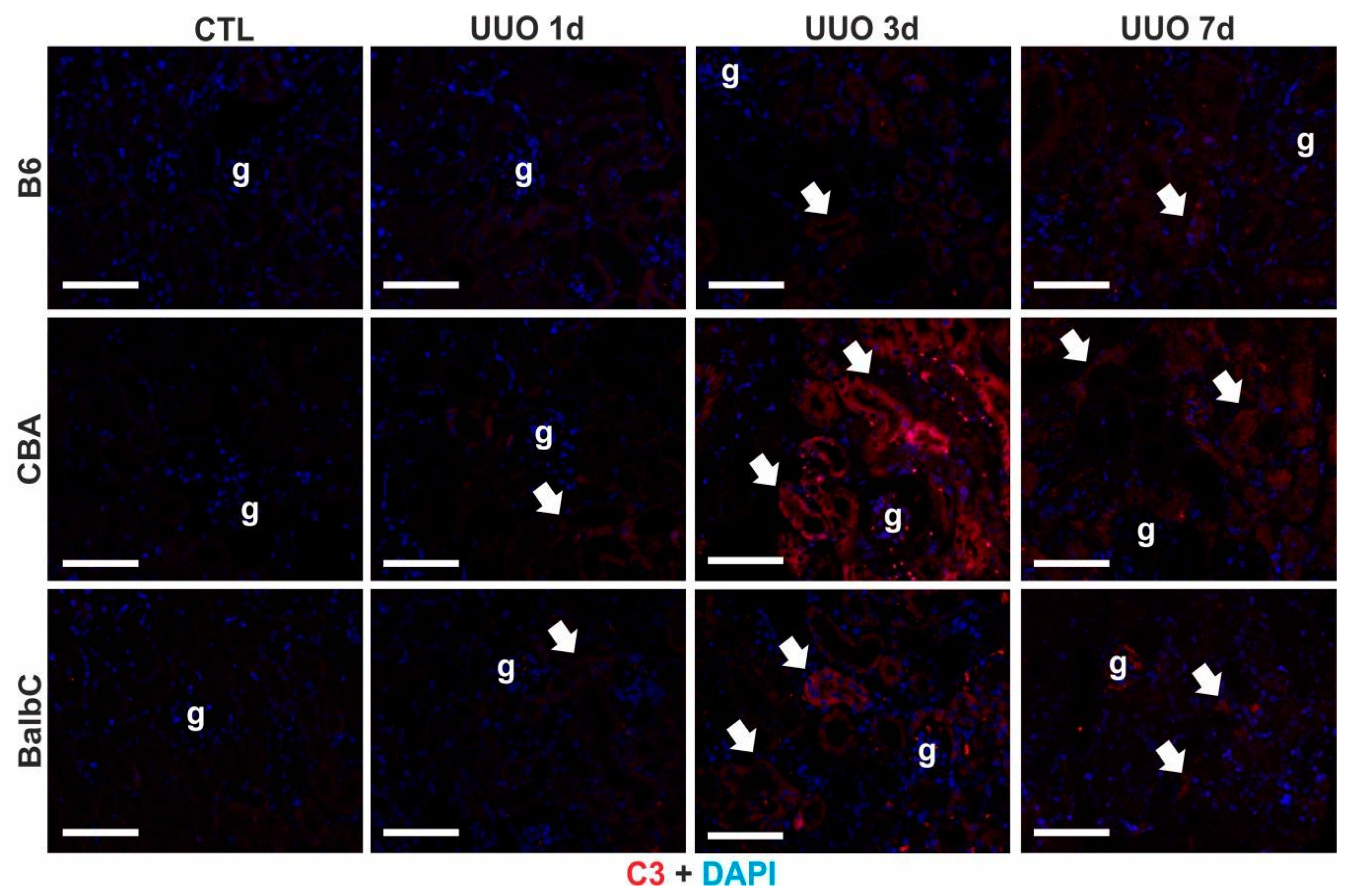 Ijms 25 12551 g008 Ijms 25 12551 g008