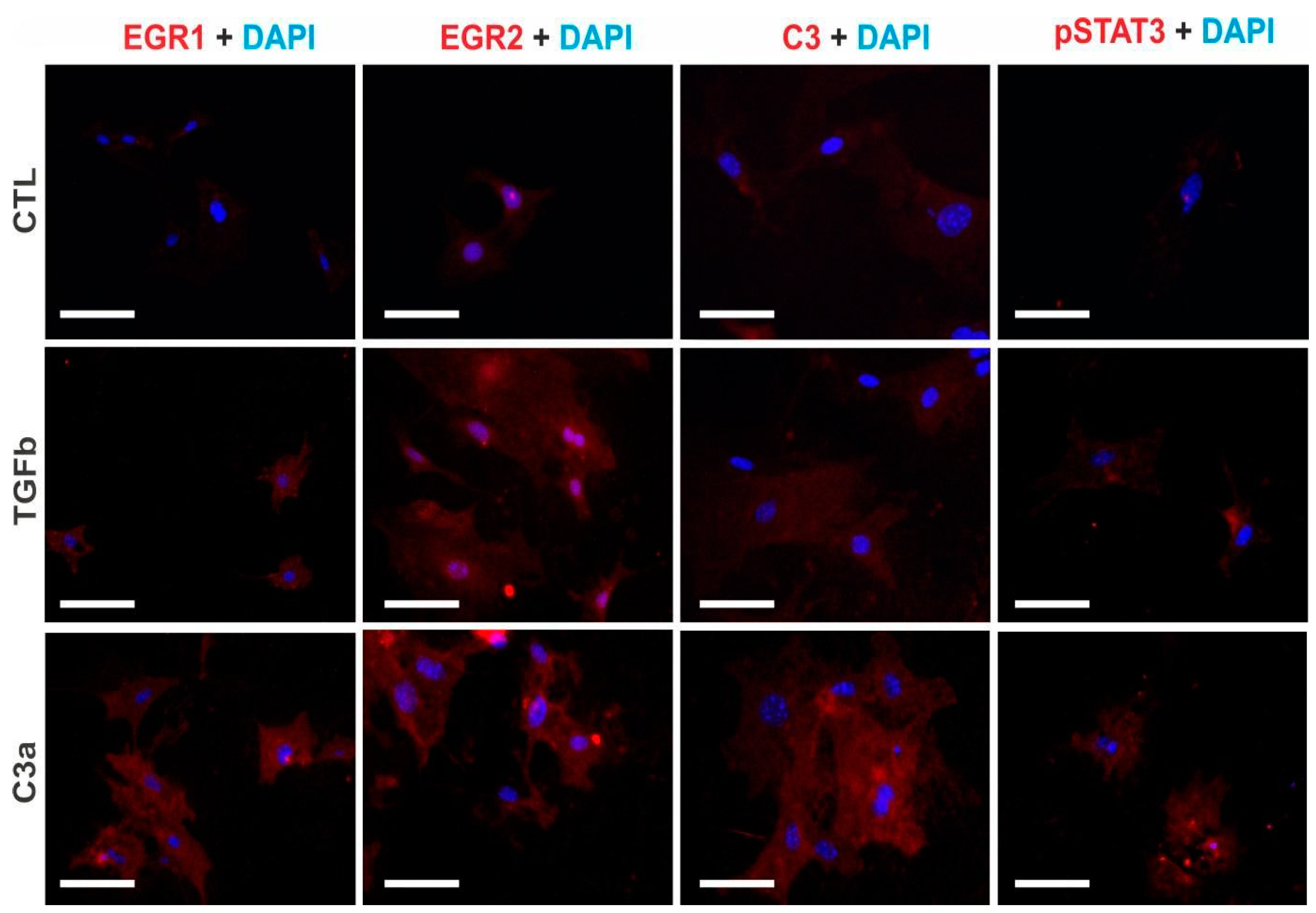 Ijms 25 12551 g012 Ijms 25 12551 g012