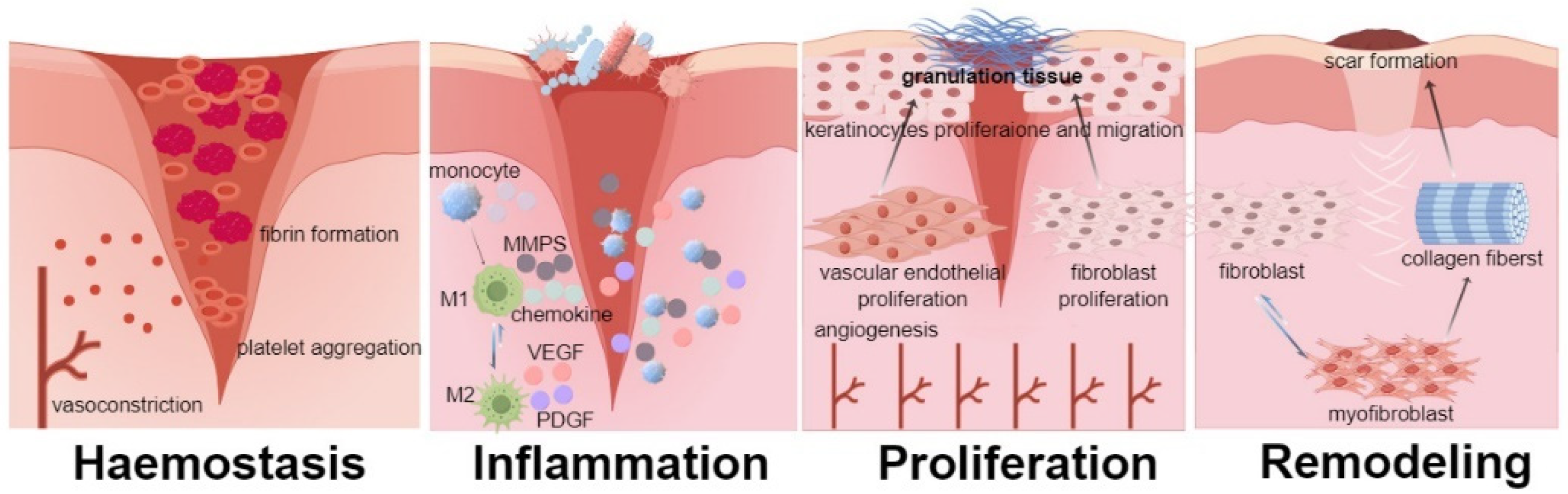 Ijms 25 12561 g001 Ijms 25 12561 g001