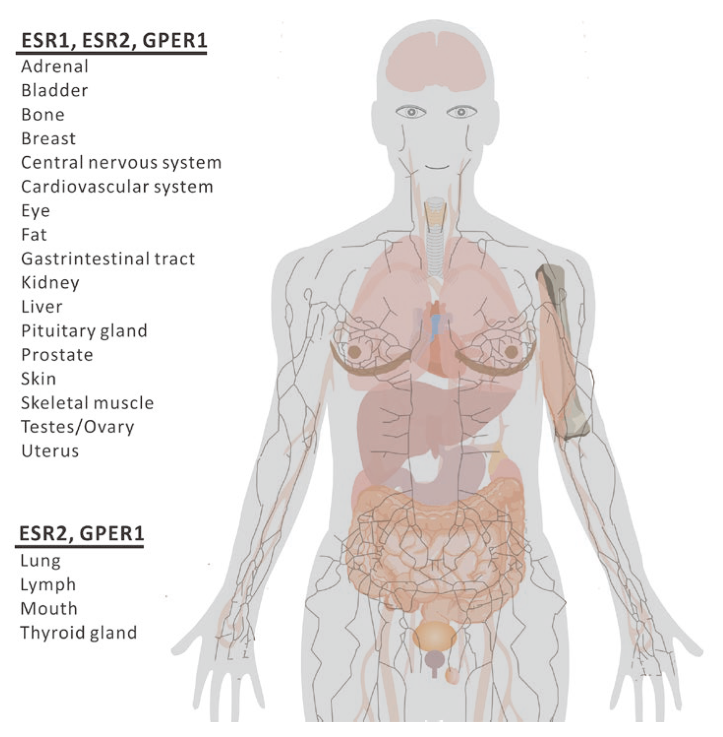 Ijms 25 12576 g002 Ijms 25 12576 g002