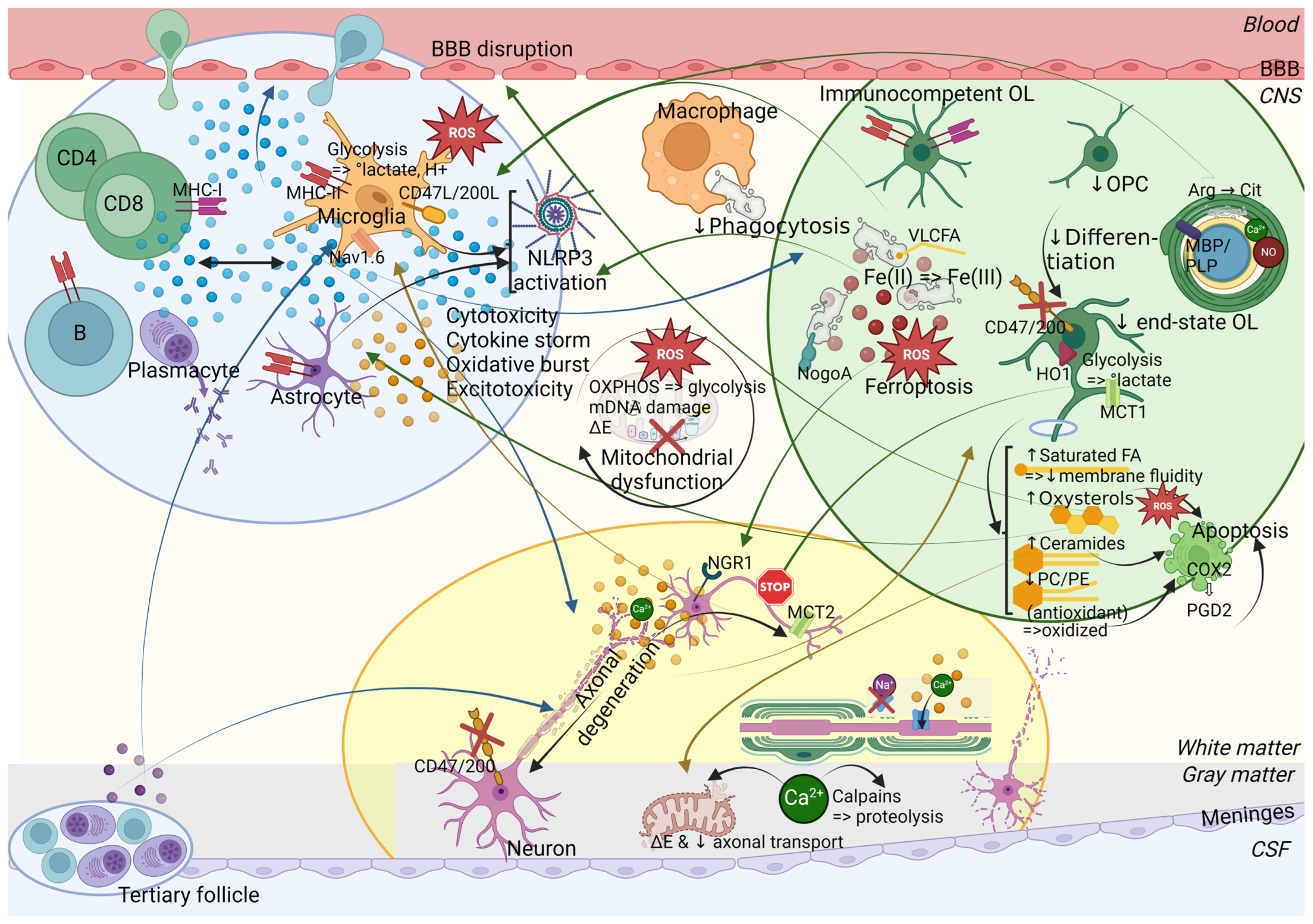 Ijms 25 12637 g004 Ijms 25 12637 g004