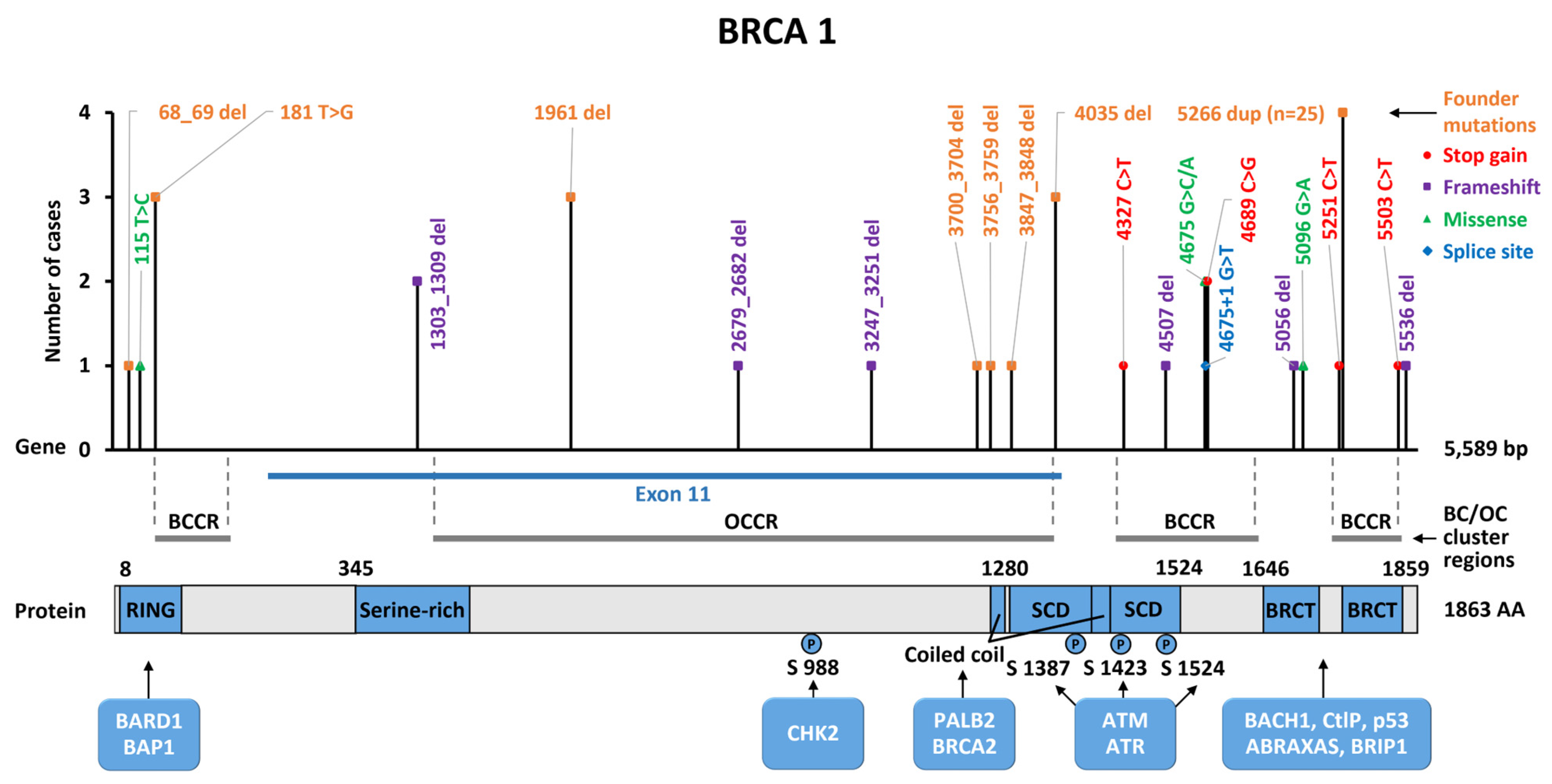 Ijms 25 12640 g003 Ijms 25 12640 g003