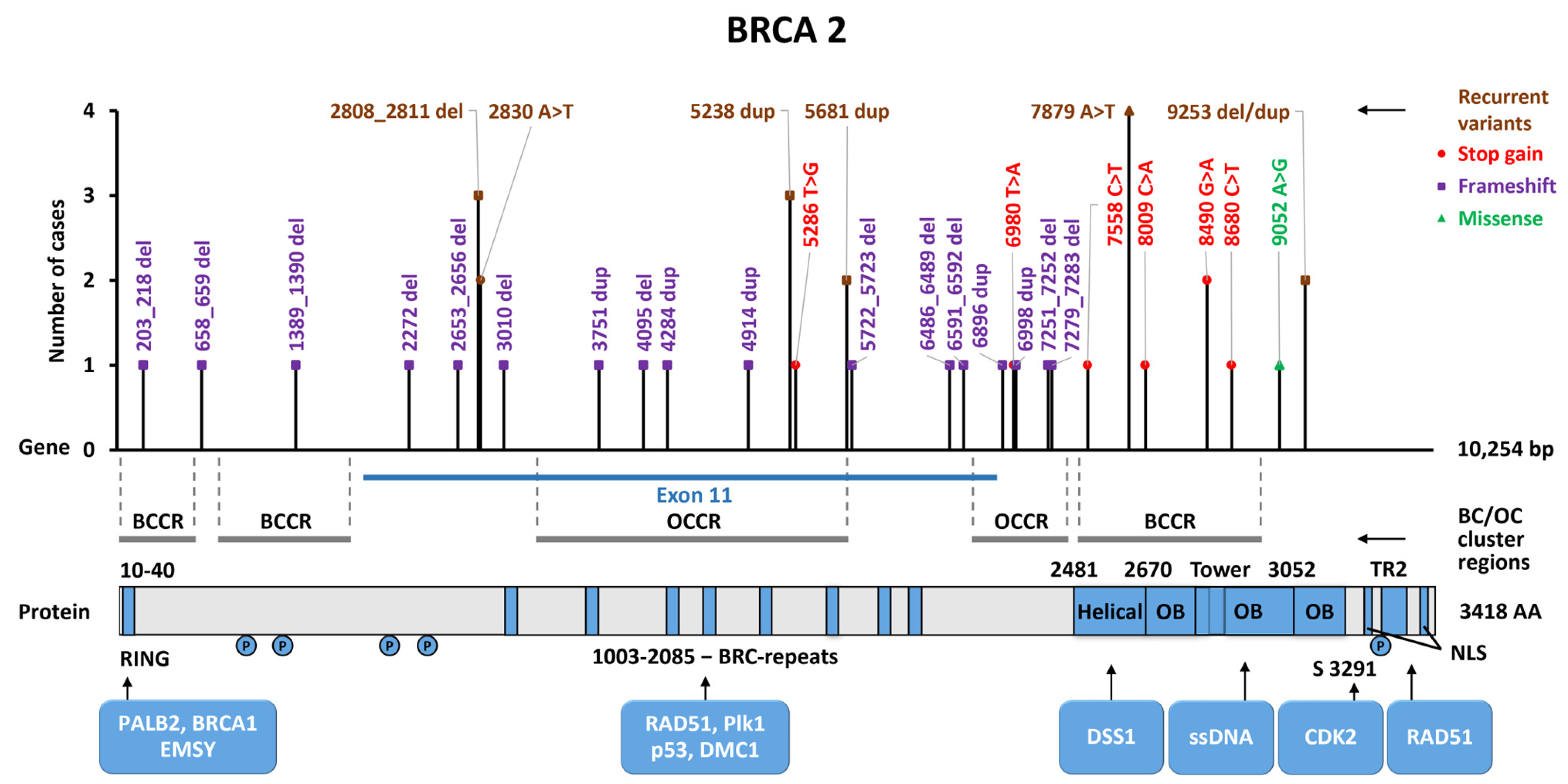 Ijms 25 12640 g004 Ijms 25 12640 g004