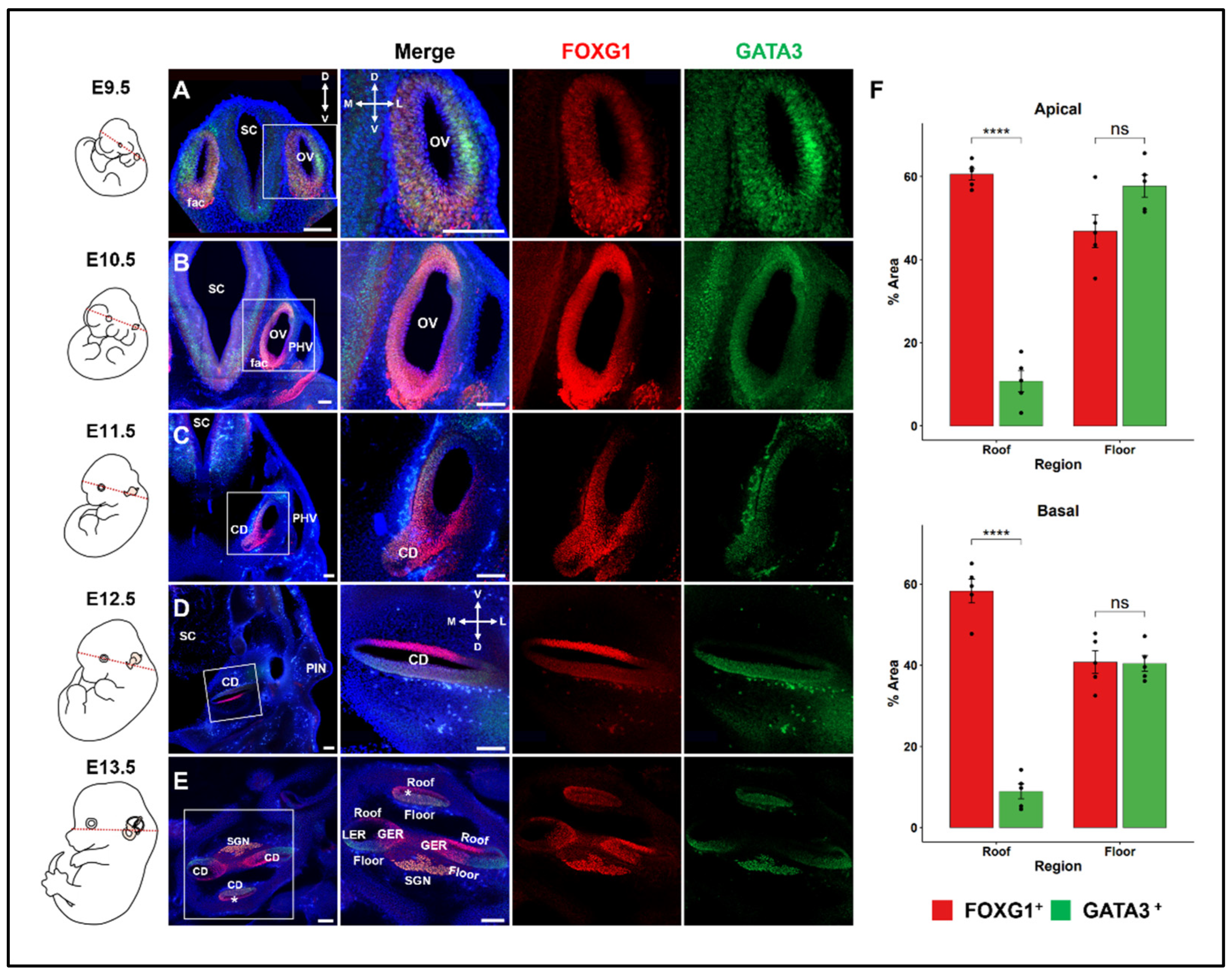 Ijms 25 12700 g001 Ijms 25 12700 g001