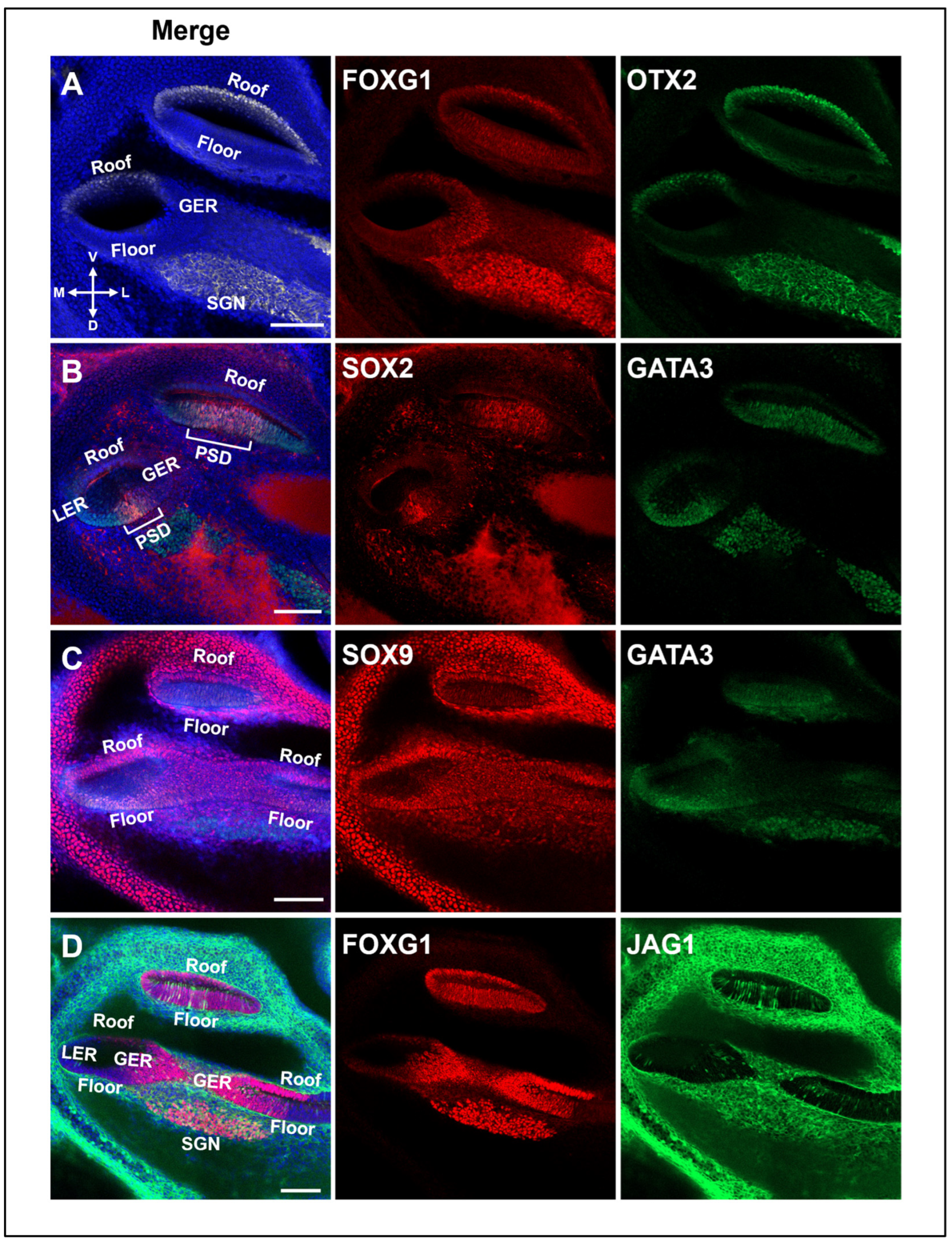 Ijms 25 12700 g005 Ijms 25 12700 g005