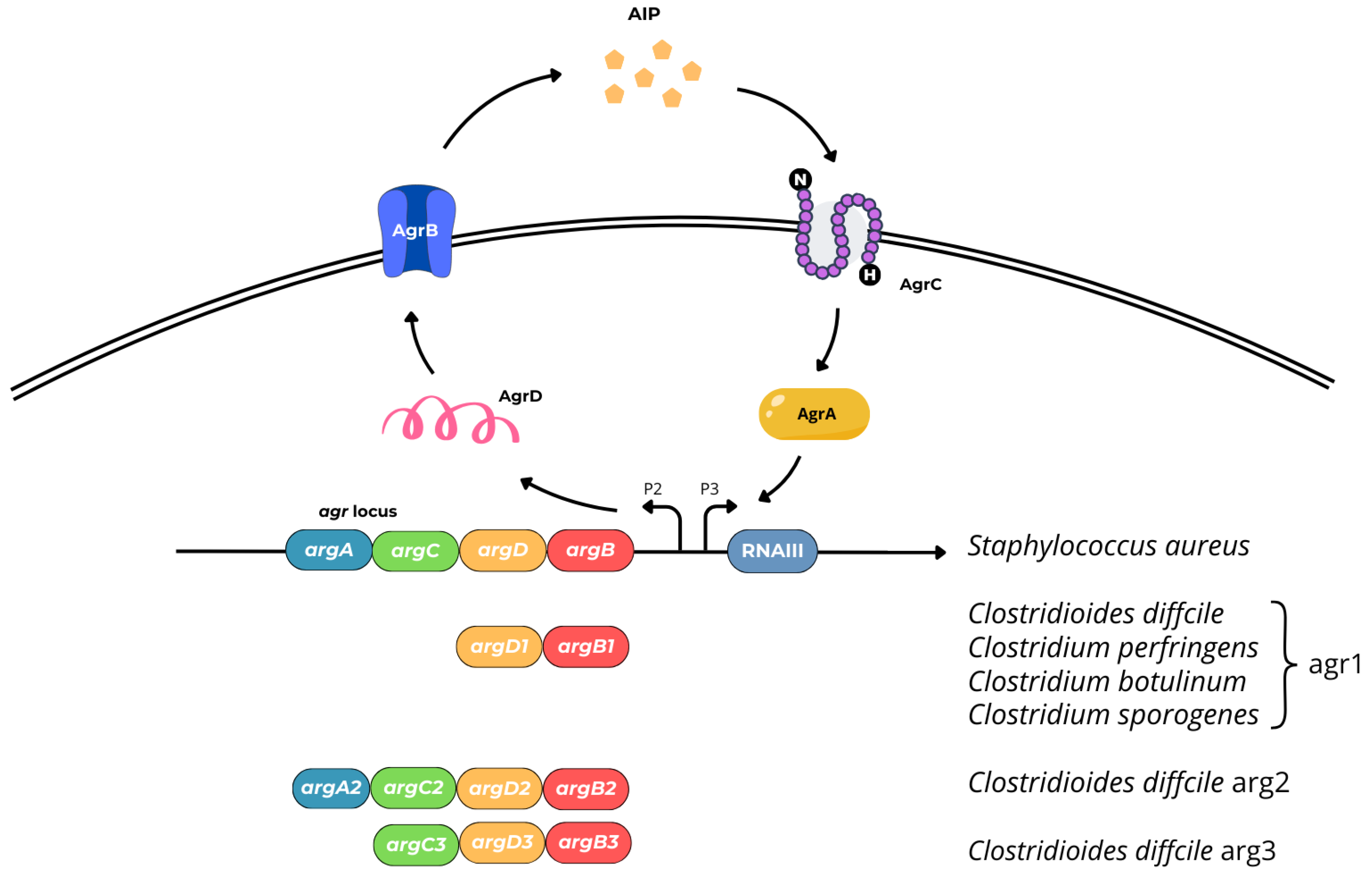 Ijms 25 12808 g007 Ijms 25 12808 g007
