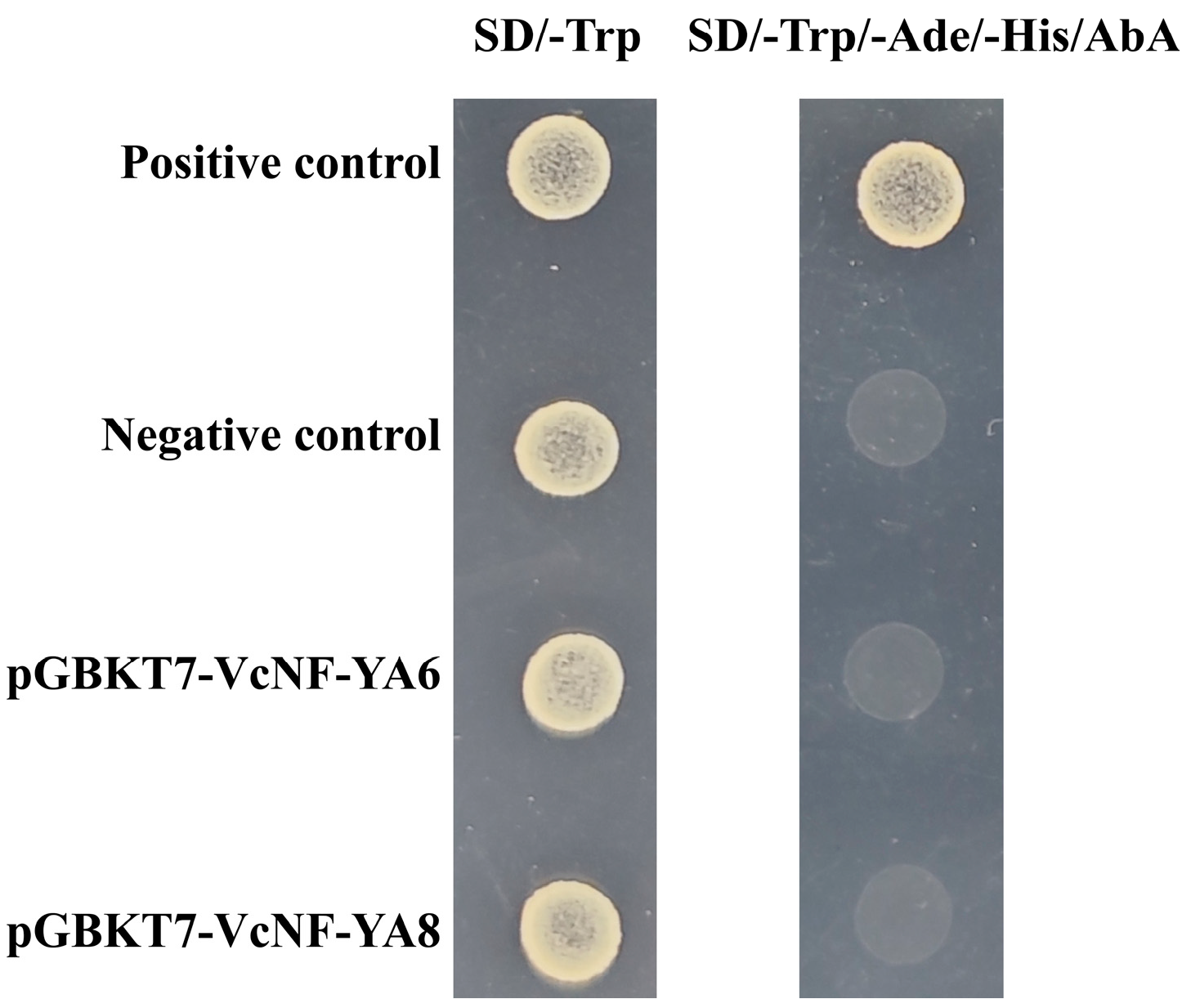 Ijms 25 12832 g012 Ijms 25 12832 g012