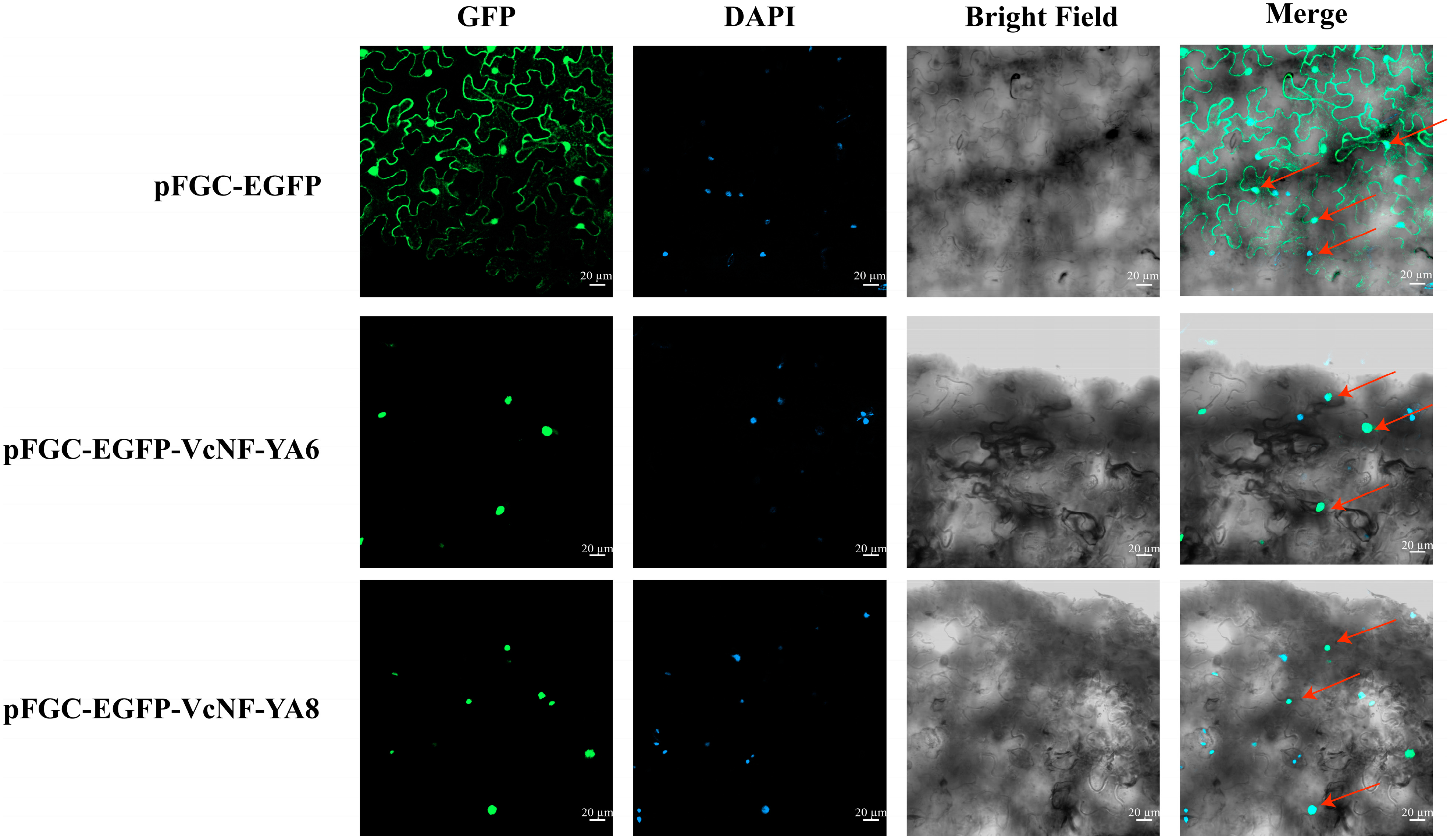 Ijms 25 12832 g013 Ijms 25 12832 g013