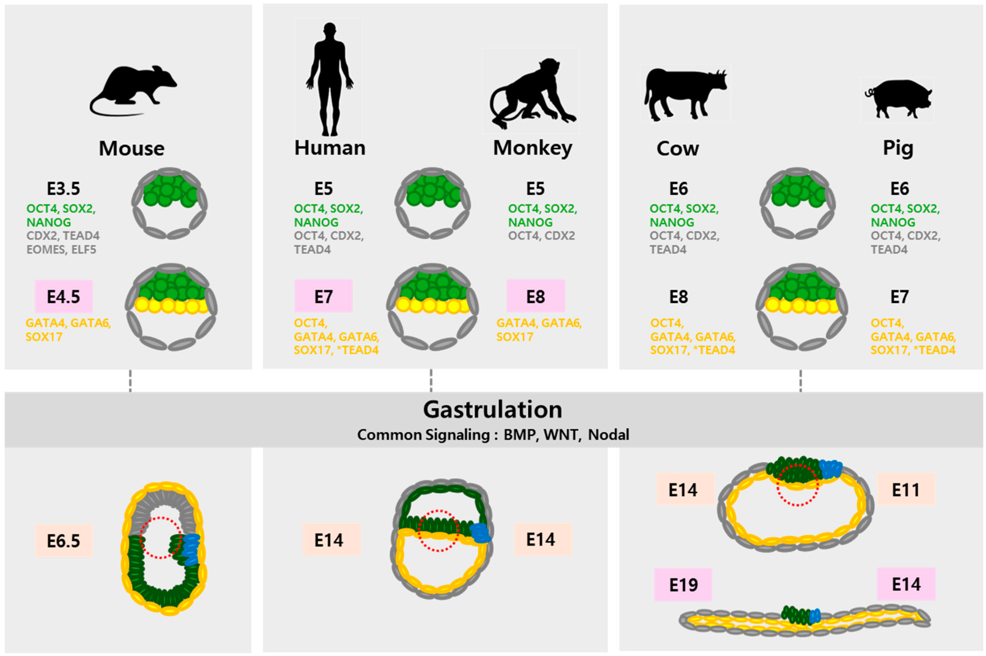 Ijms 25 12862 g001 Ijms 25 12862 g001