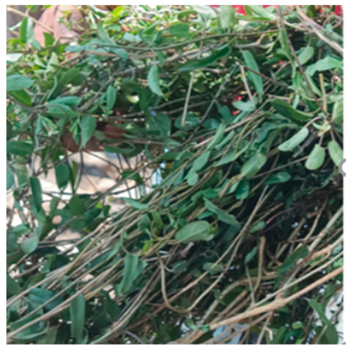 Ijms 25 12960 g005 Ijms 25 12960 g005