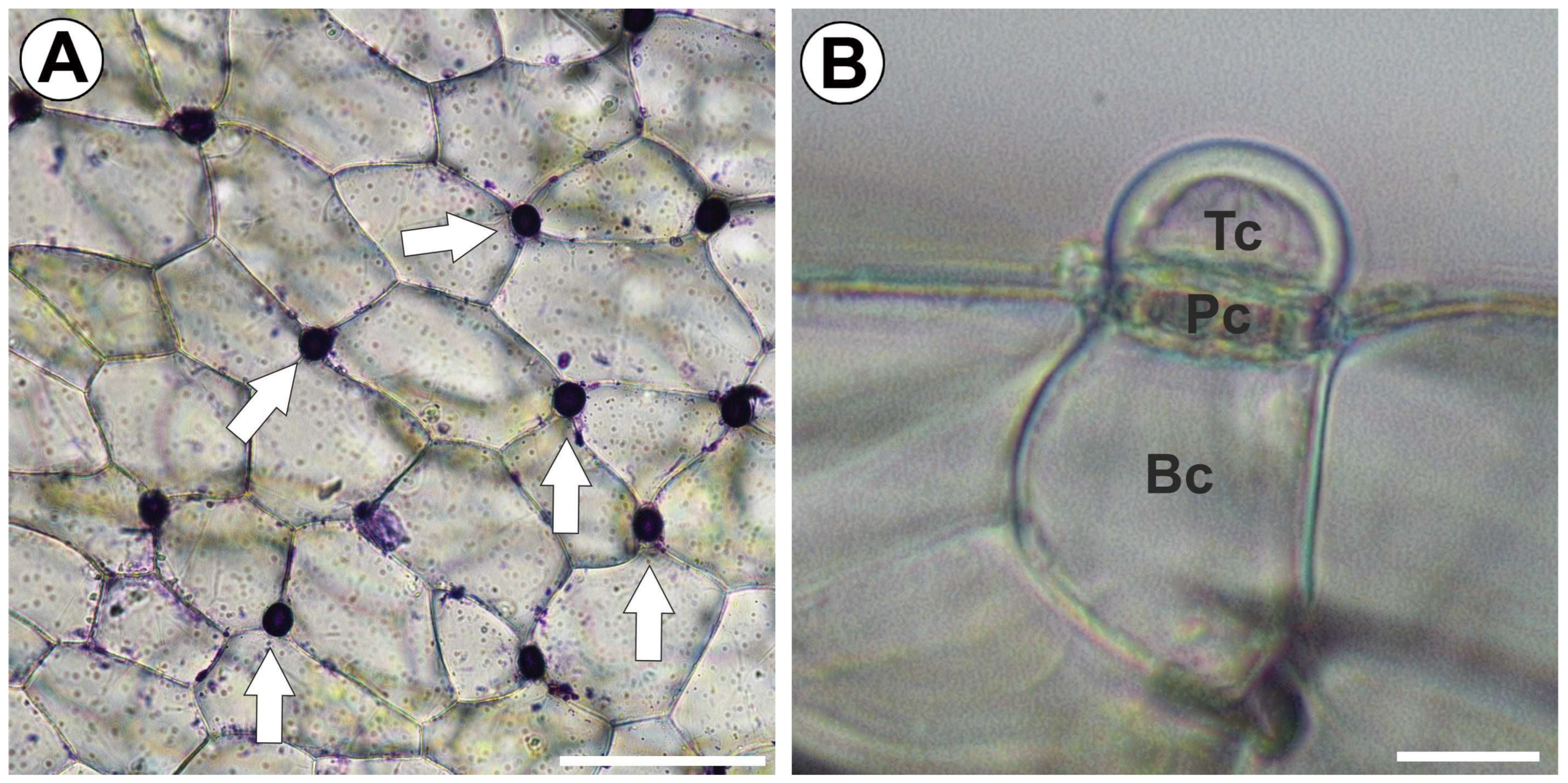 Ijms 25 13124 g001