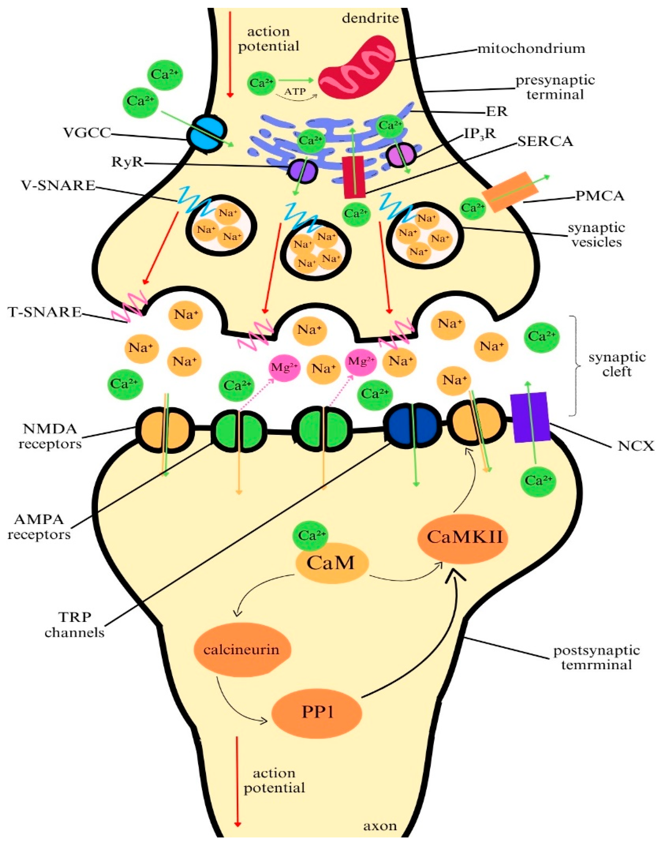 Ijms 25 13133 g001 Ijms 25 13133 g001