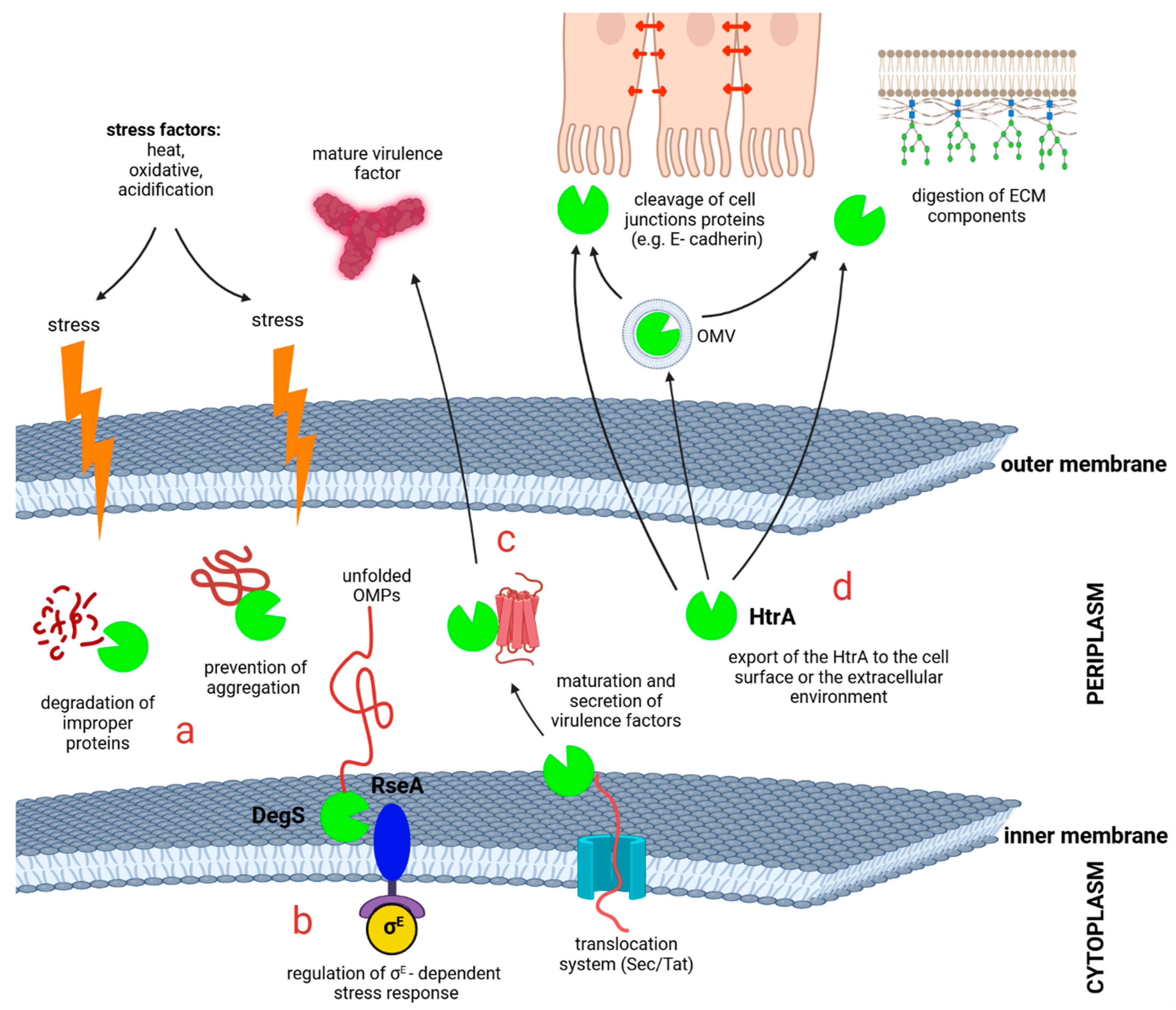 Ijms 25 13182 g001 Ijms 25 13182 g001