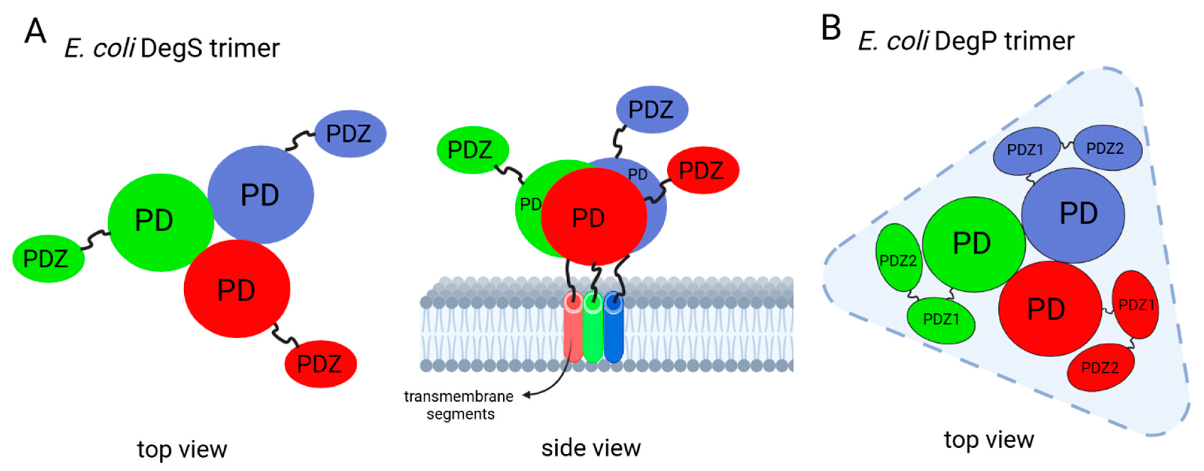 Ijms 25 13182 g004 Ijms 25 13182 g004