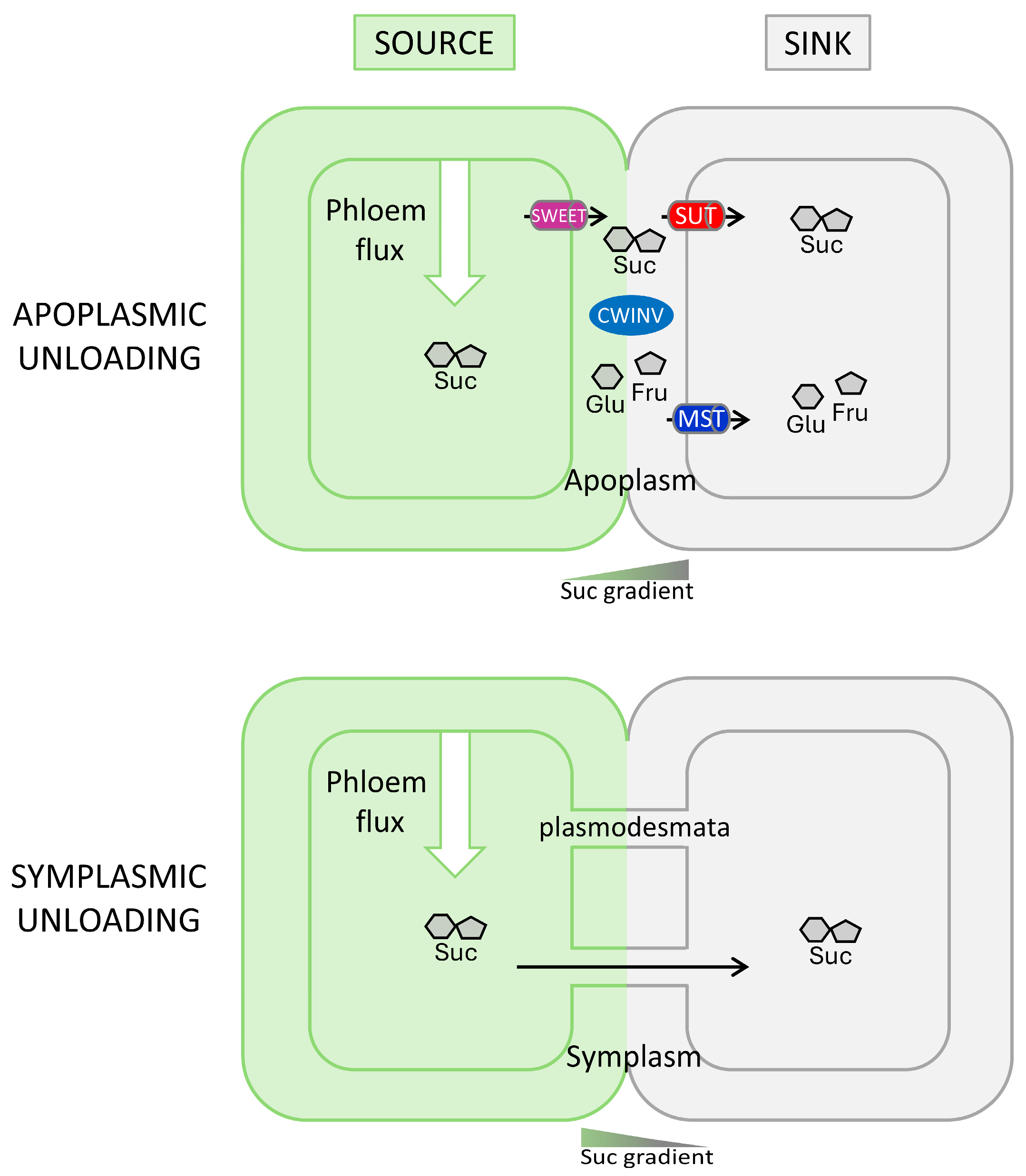 Ijms 25 13214 g001 Ijms 25 13214 g001