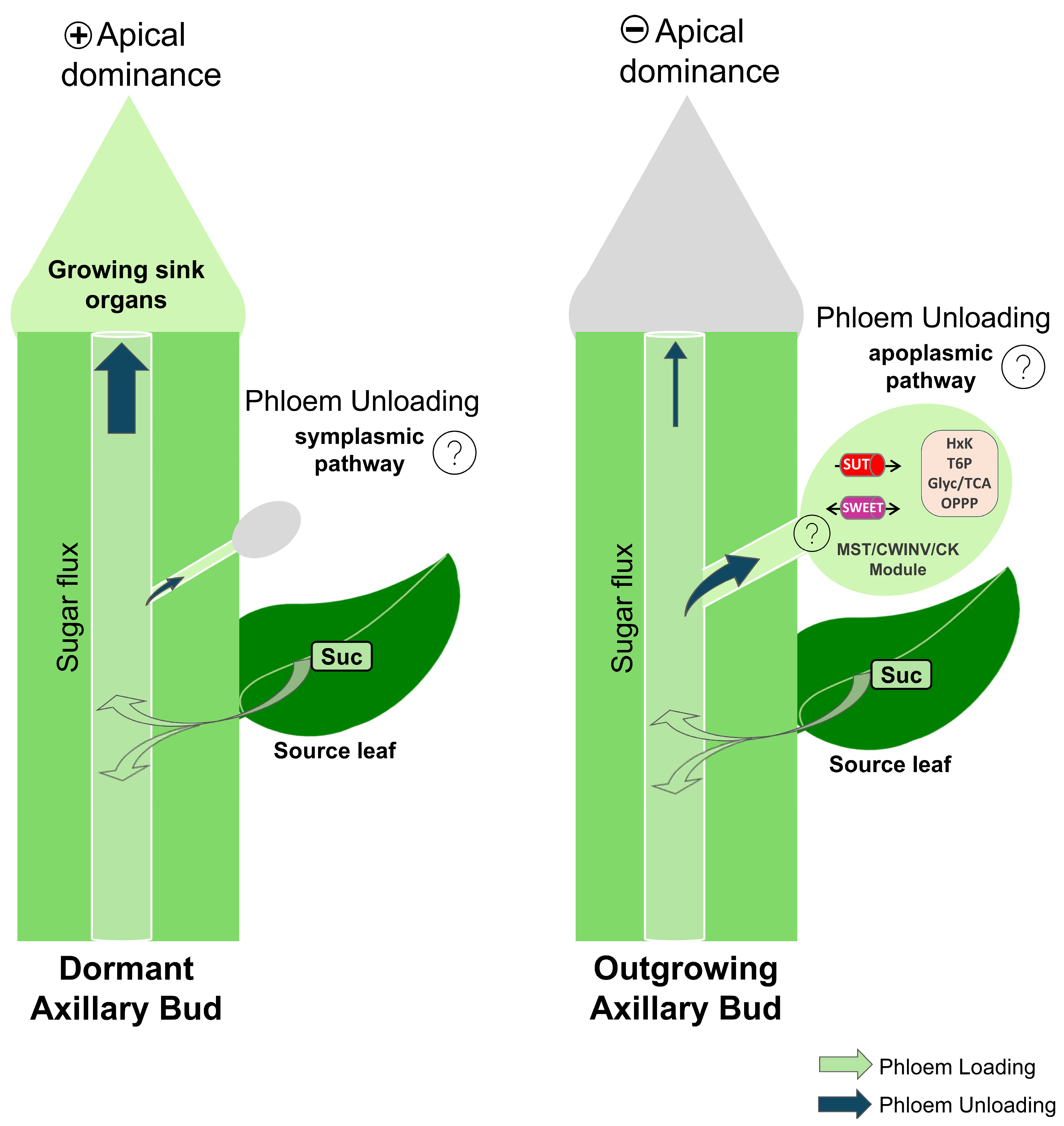 Ijms 25 13214 g003 Ijms 25 13214 g003