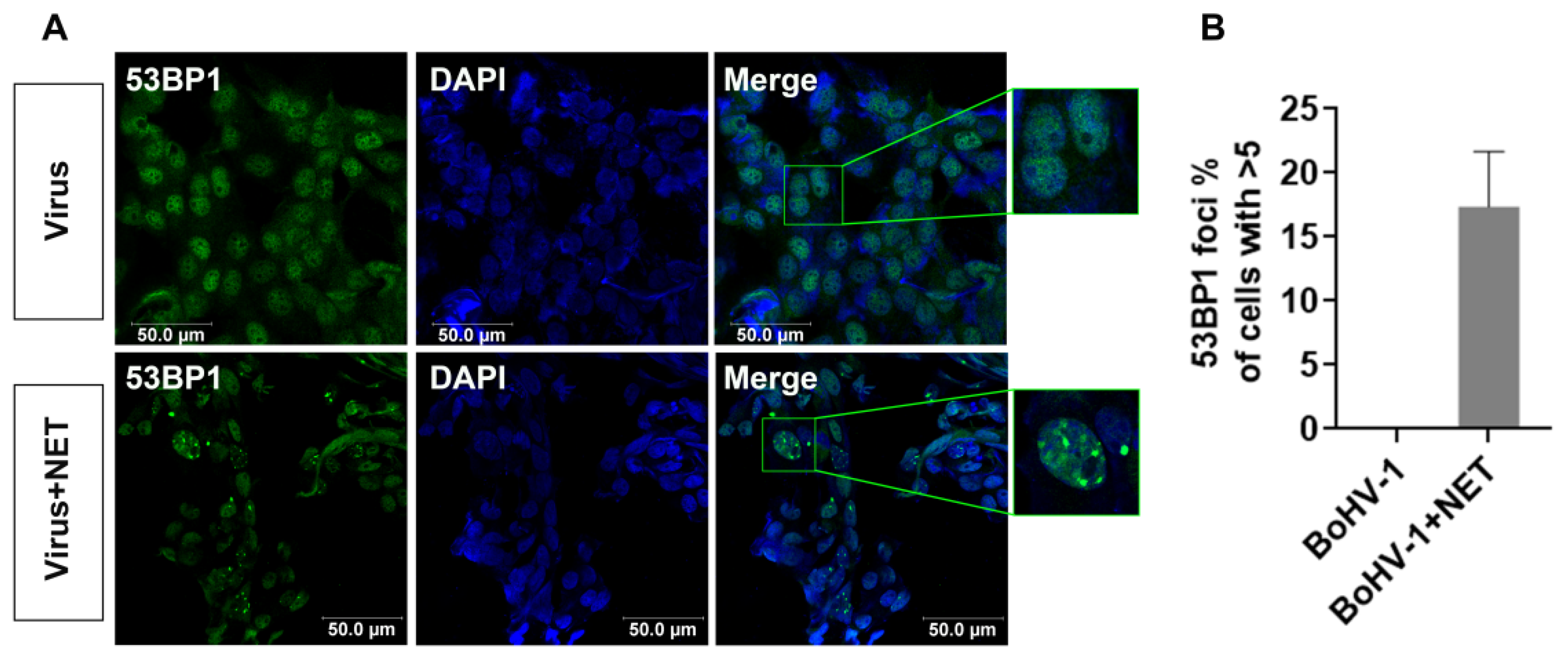 Ijms 25 13265 g004 Ijms 25 13265 g004
