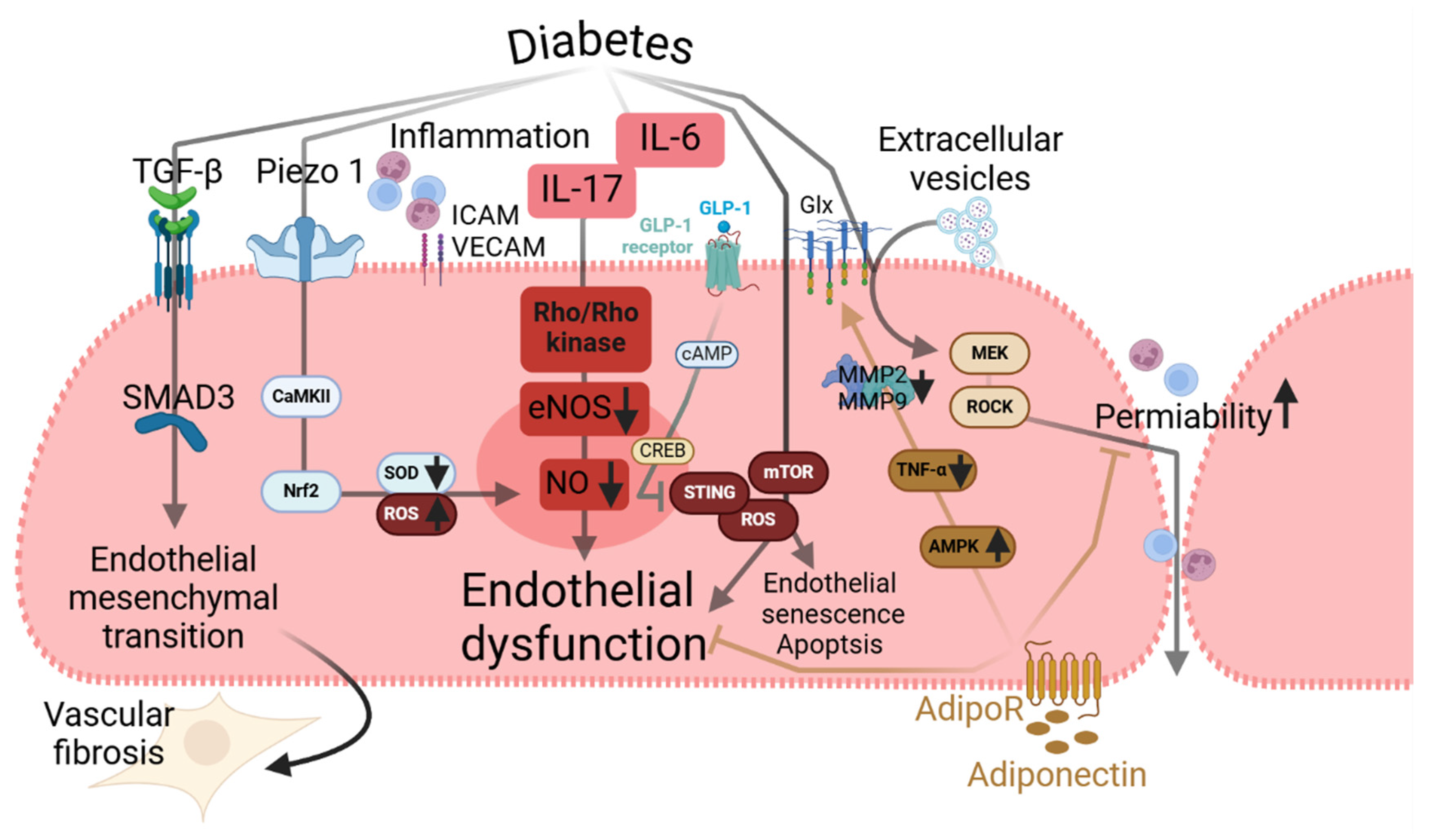 Ijms 25 13337 g005 Ijms 25 13337 g005