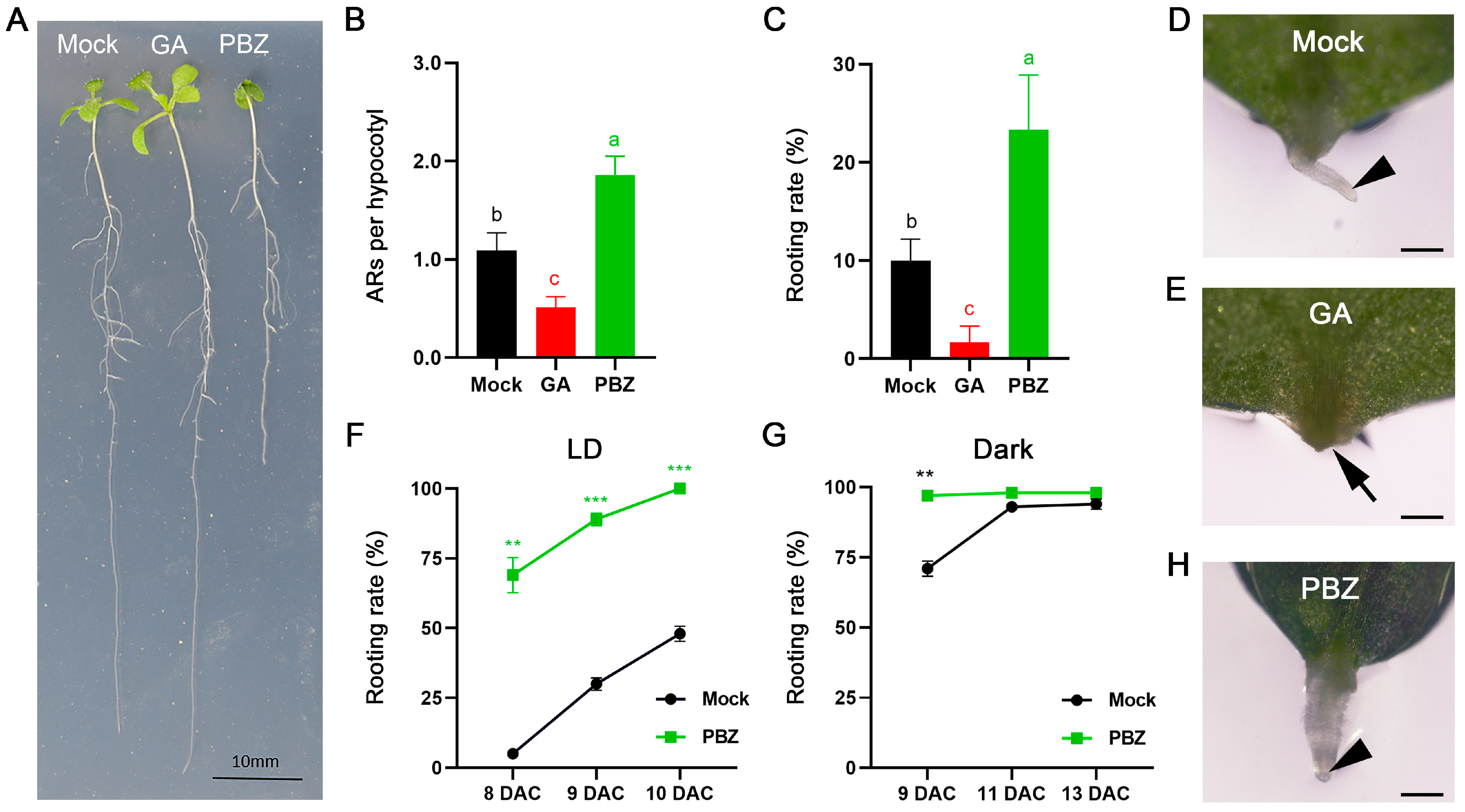 Ijms 25 13340 g001 Ijms 25 13340 g001