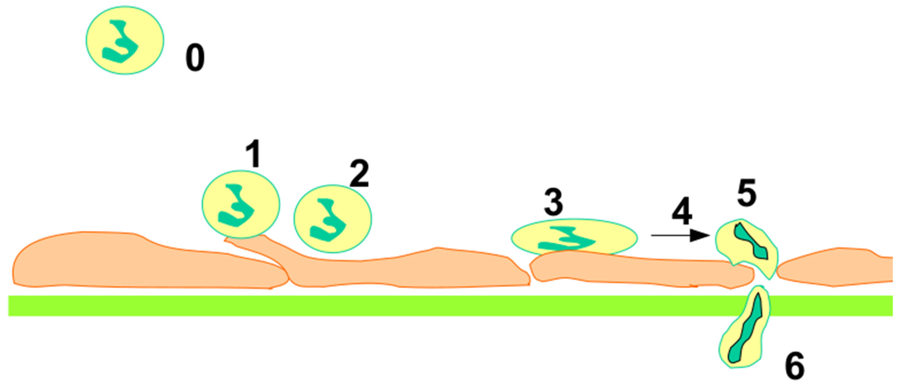 Ijms 25 13371 g001 Ijms 25 13371 g001