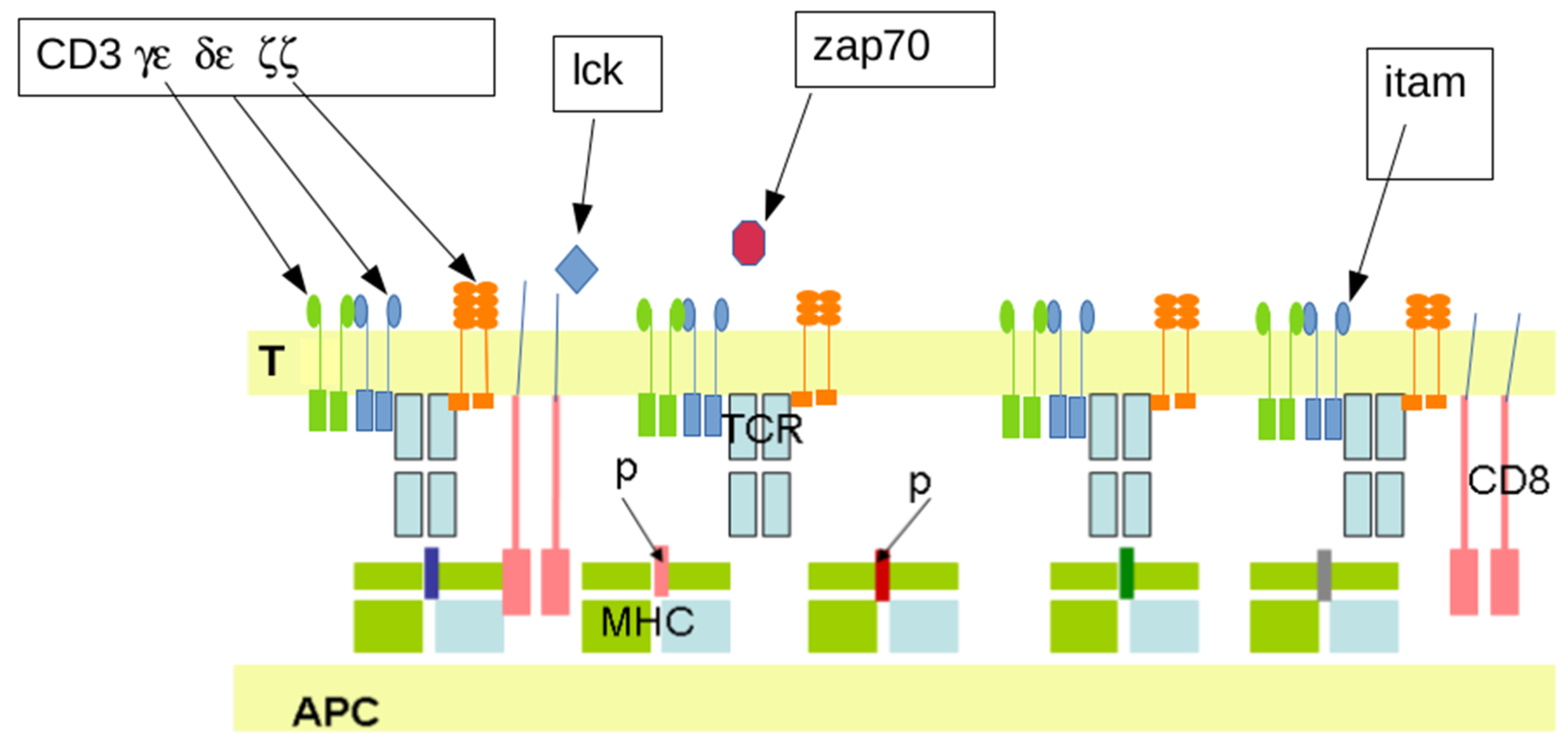 Ijms 25 13371 g002 Ijms 25 13371 g002