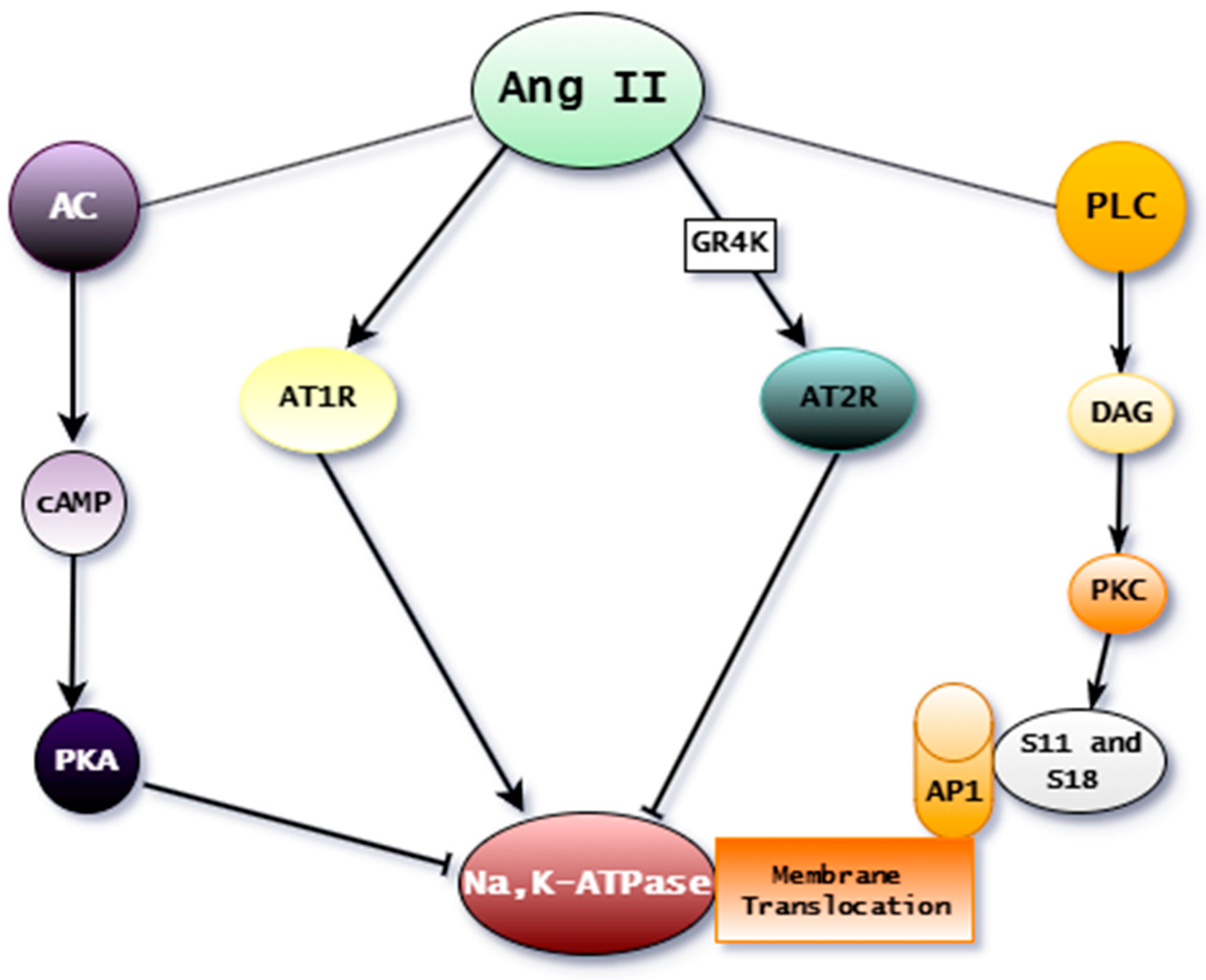 Ijms 25 13398 g004 Ijms 25 13398 g004