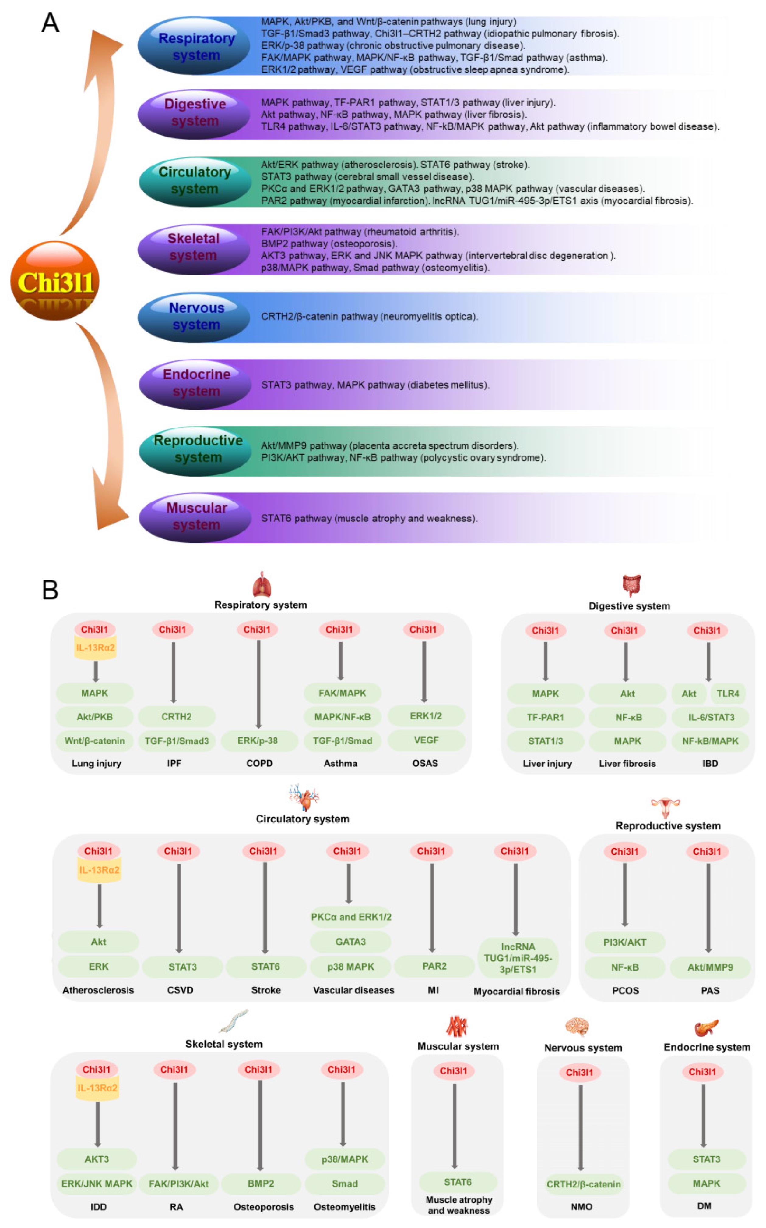 Ijms 25 13437 g002 Ijms 25 13437 g002