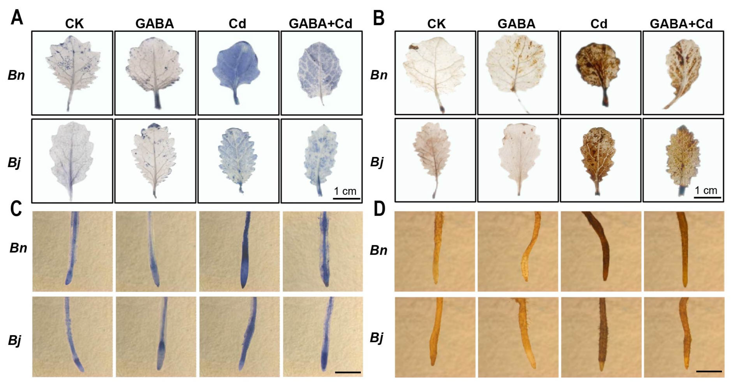 Ijms 26 00129 g002 Ijms 26 00129 g002