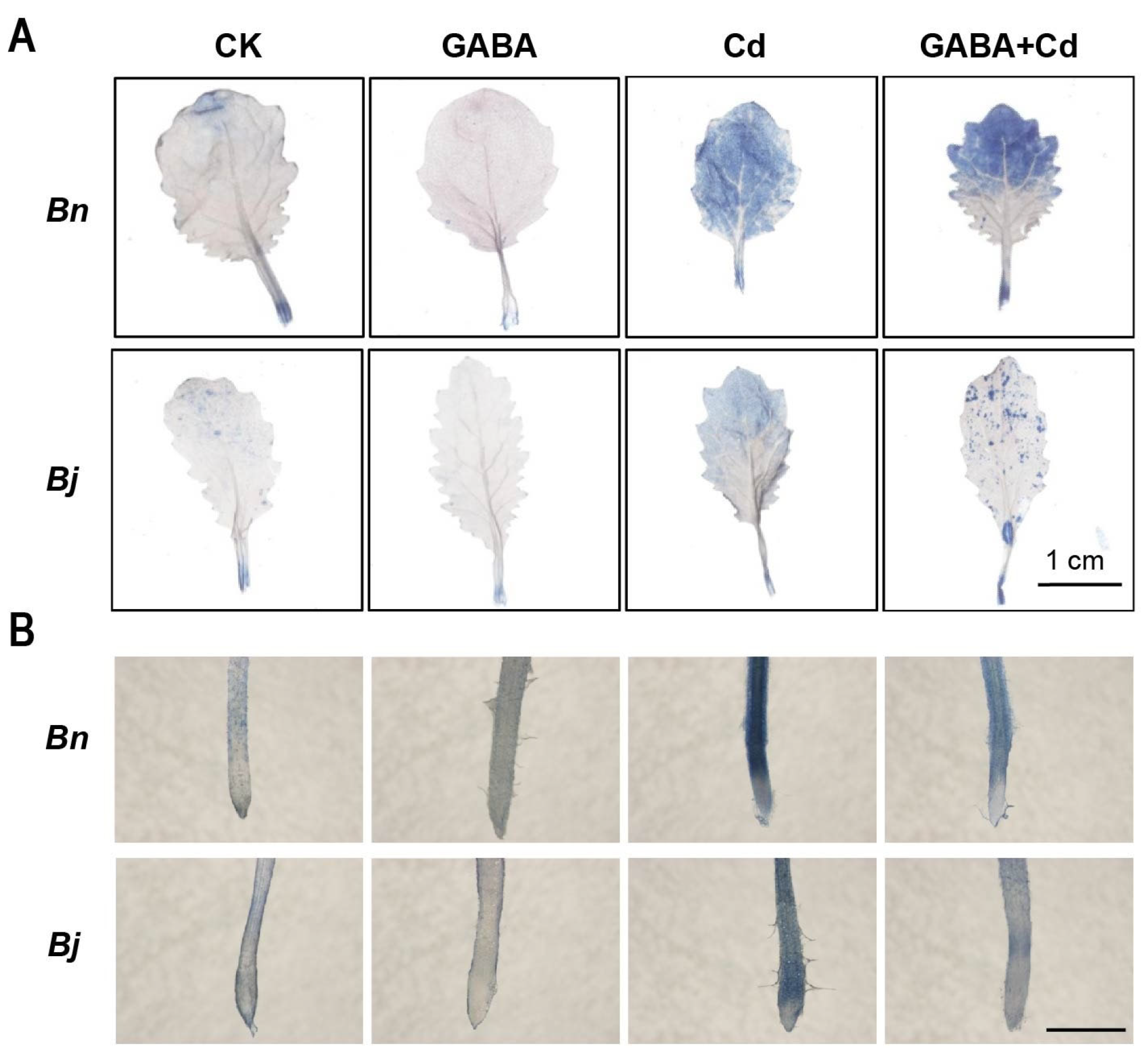 Ijms 26 00129 g003 Ijms 26 00129 g003