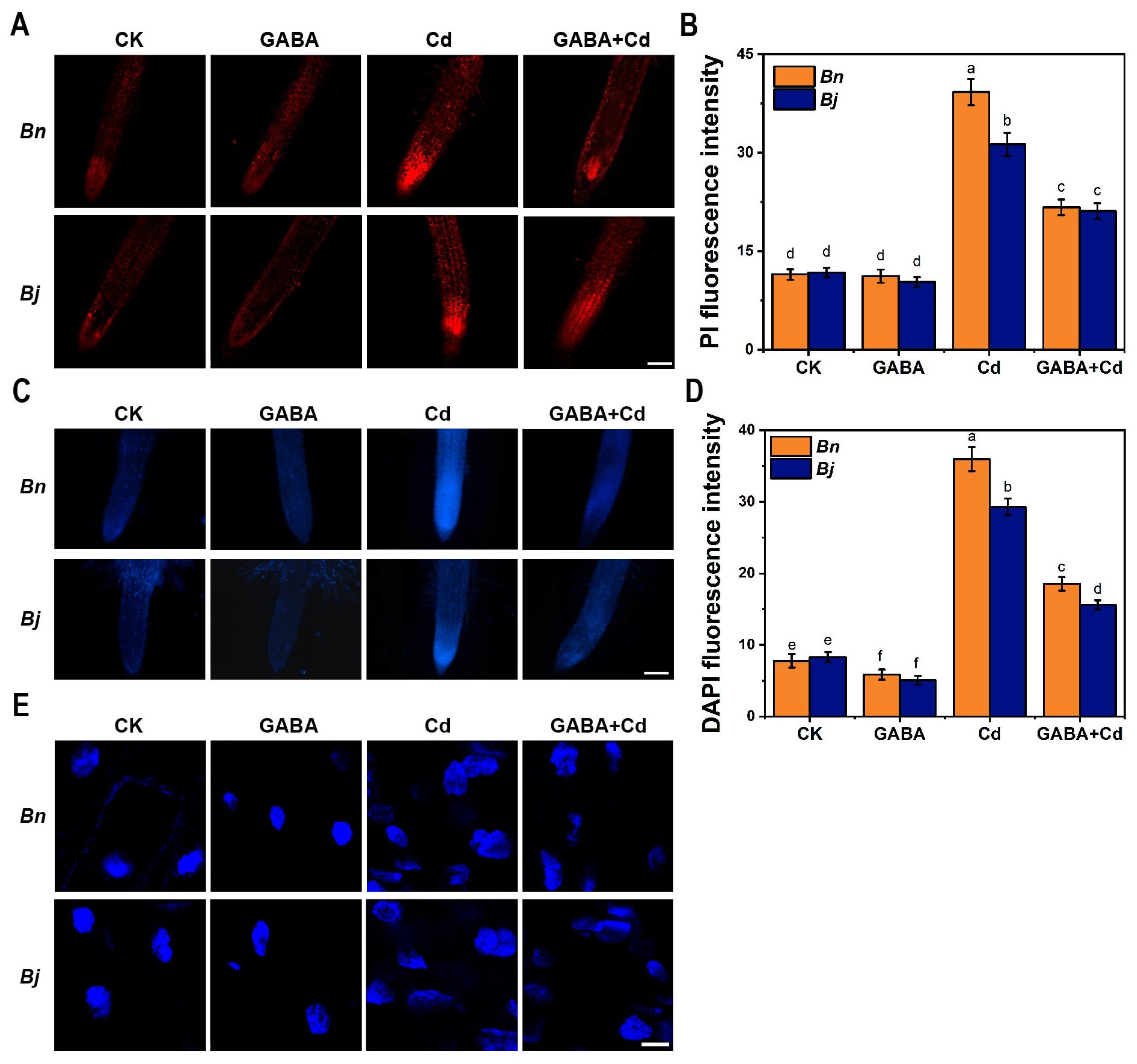 Ijms 26 00129 g004 Ijms 26 00129 g004