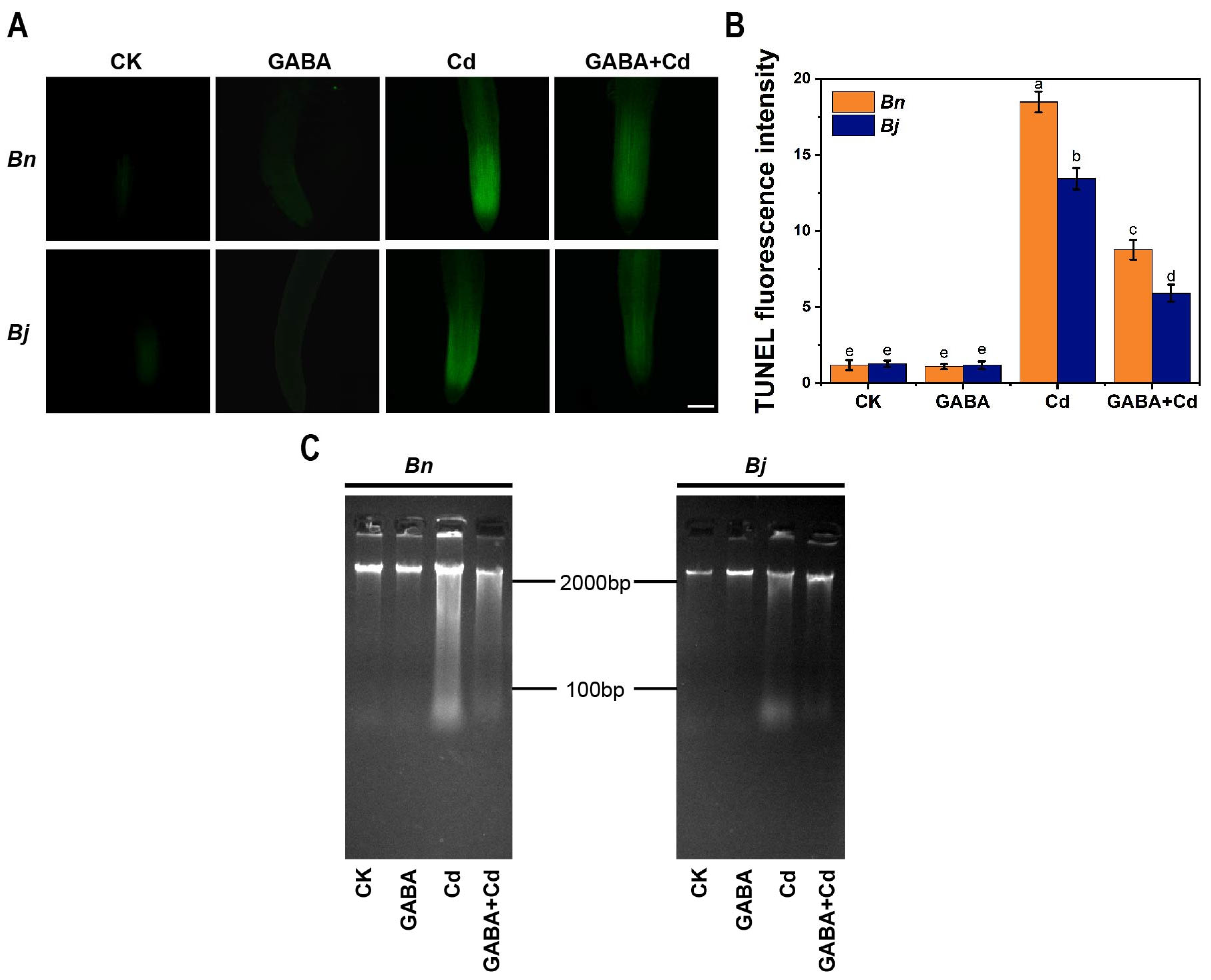 Ijms 26 00129 g005 Ijms 26 00129 g005
