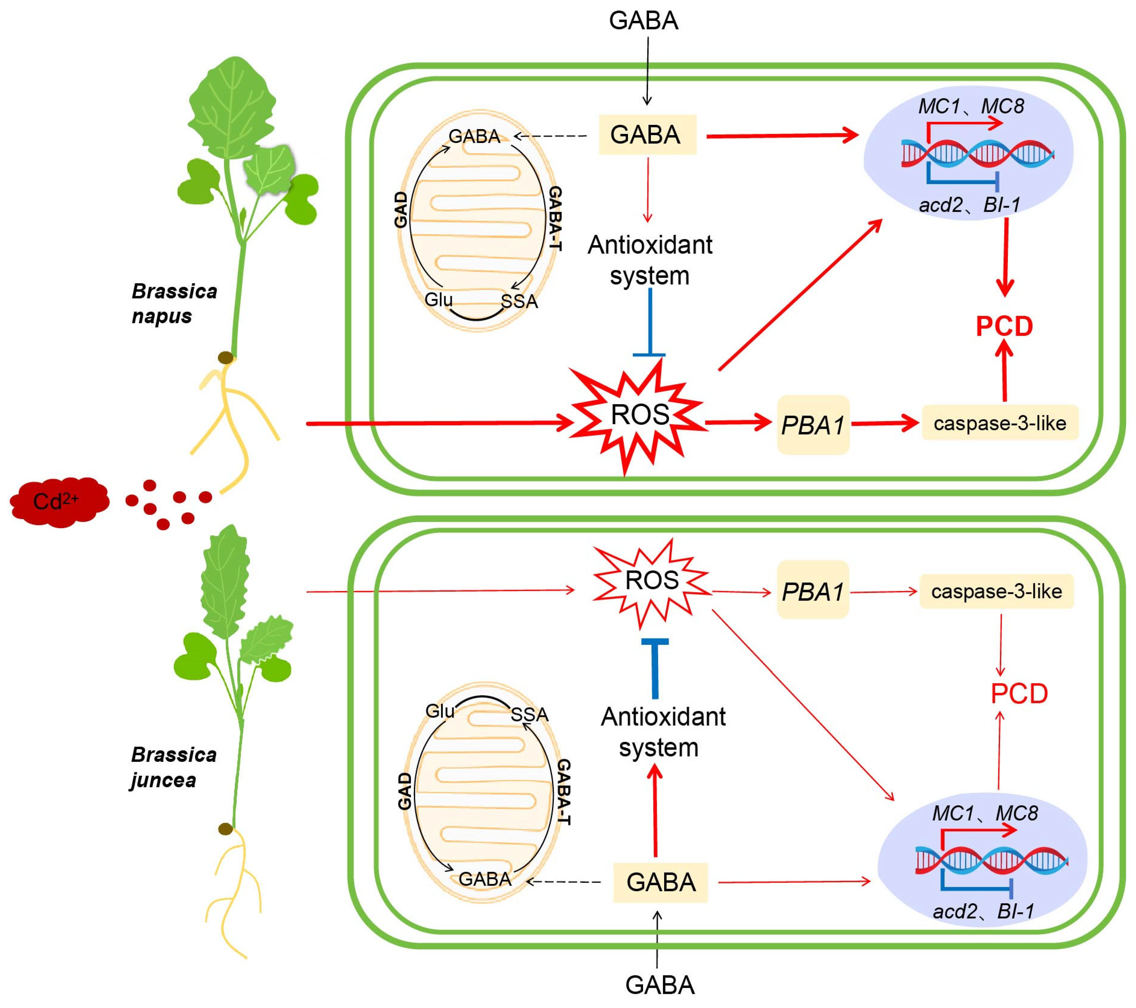 Ijms 26 00129 g008 Ijms 26 00129 g008