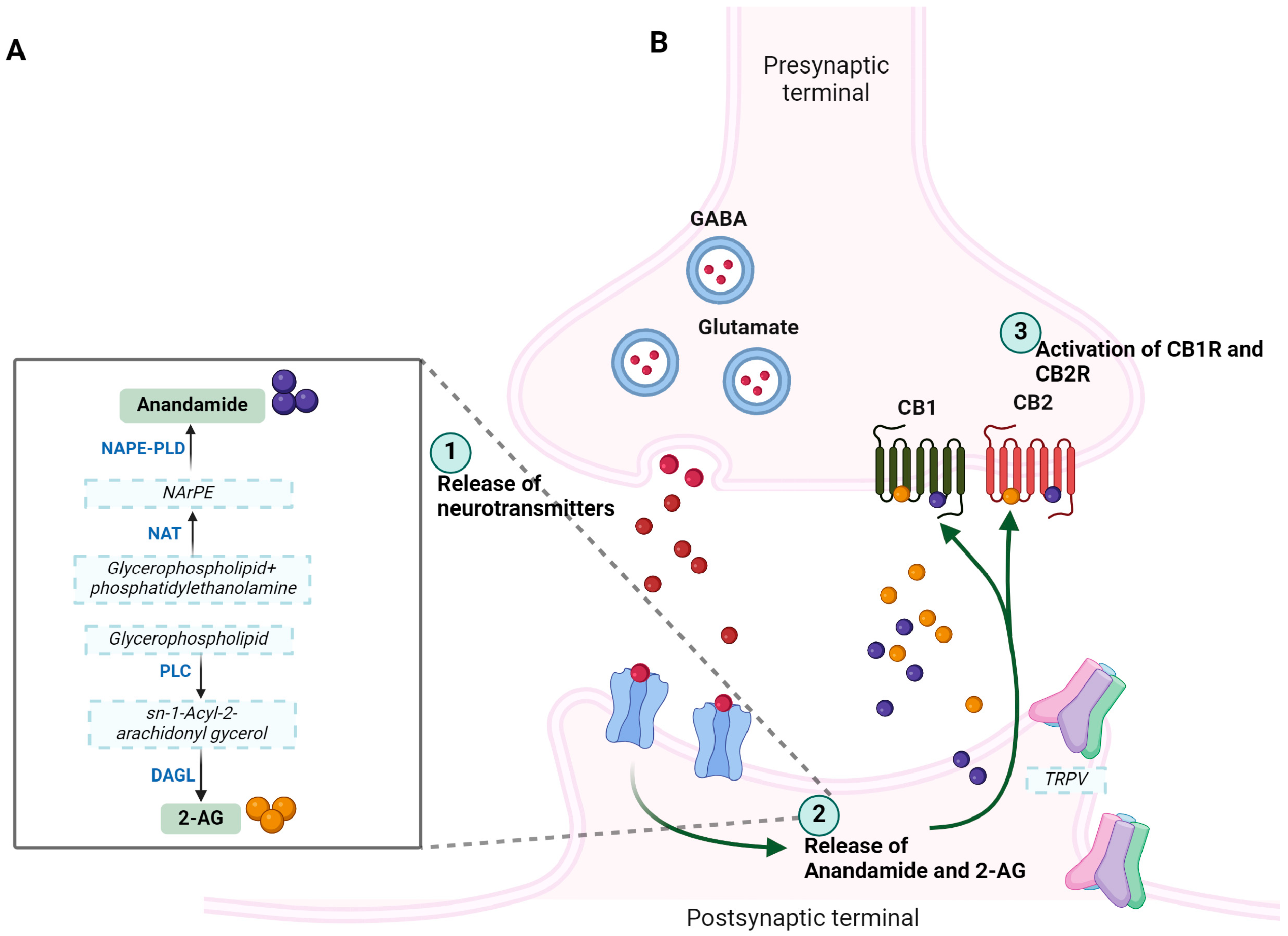 Ijms 26 00152 g002 Ijms 26 00152 g002