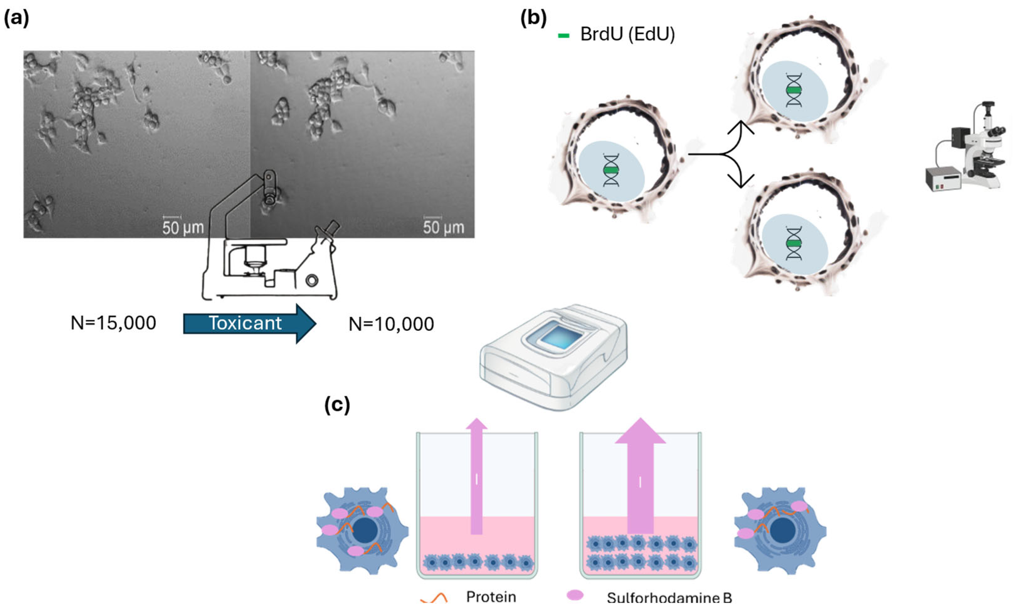 Ijms 26 00220 g003 Ijms 26 00220 g003