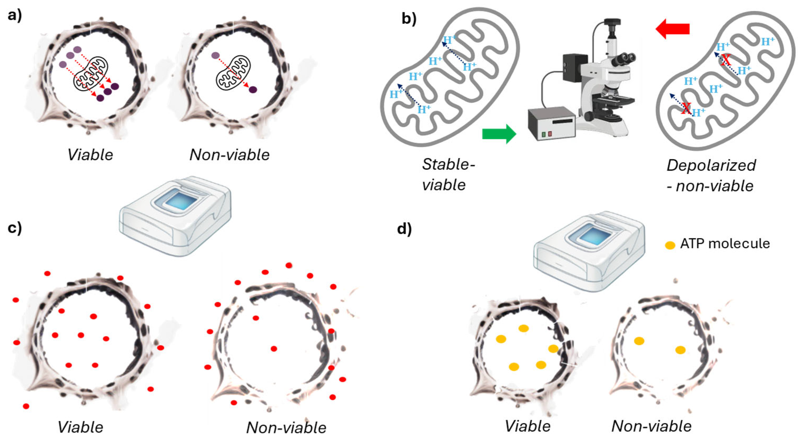 Ijms 26 00220 g004 Ijms 26 00220 g004