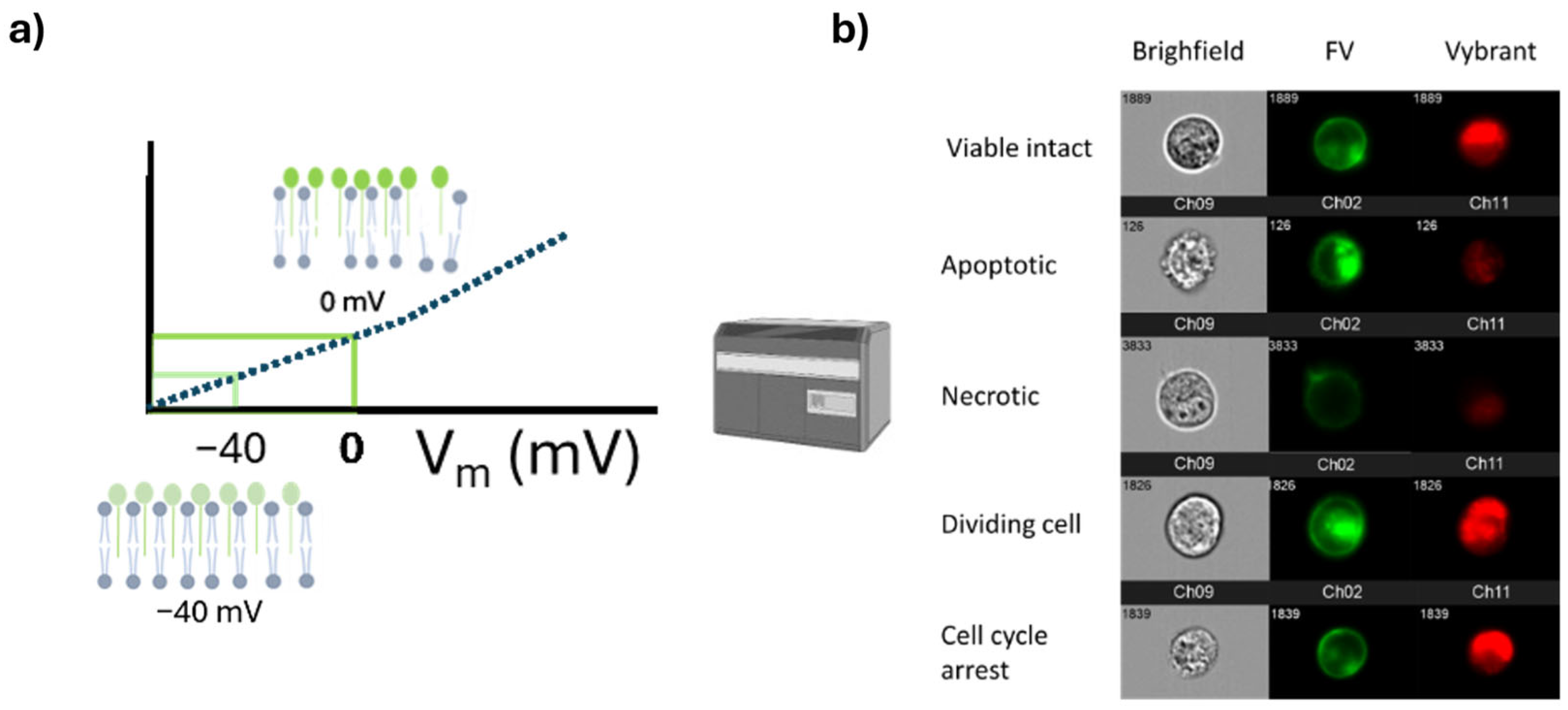 Ijms 26 00220 g005 Ijms 26 00220 g005