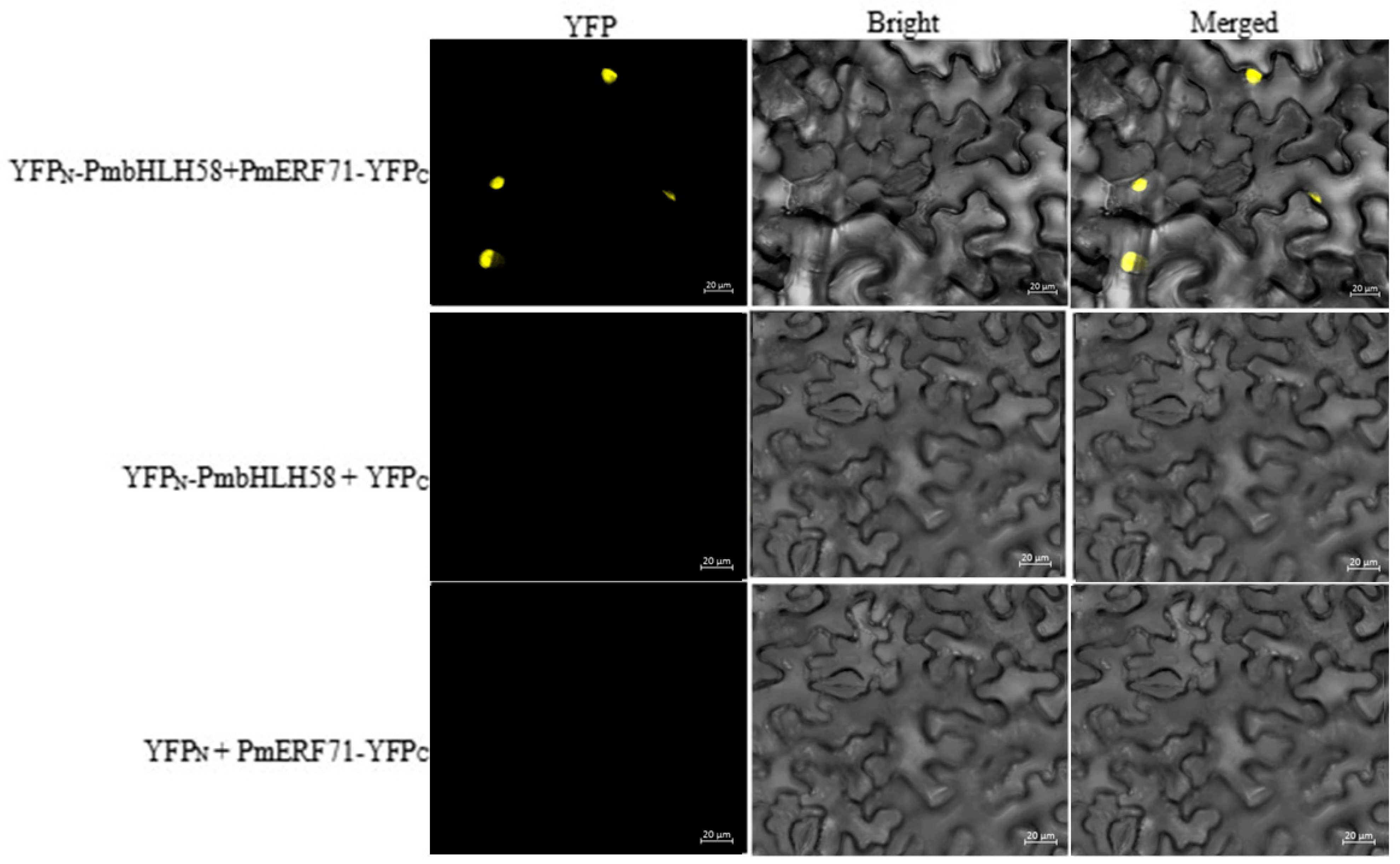 Ijms 26 00277 g007