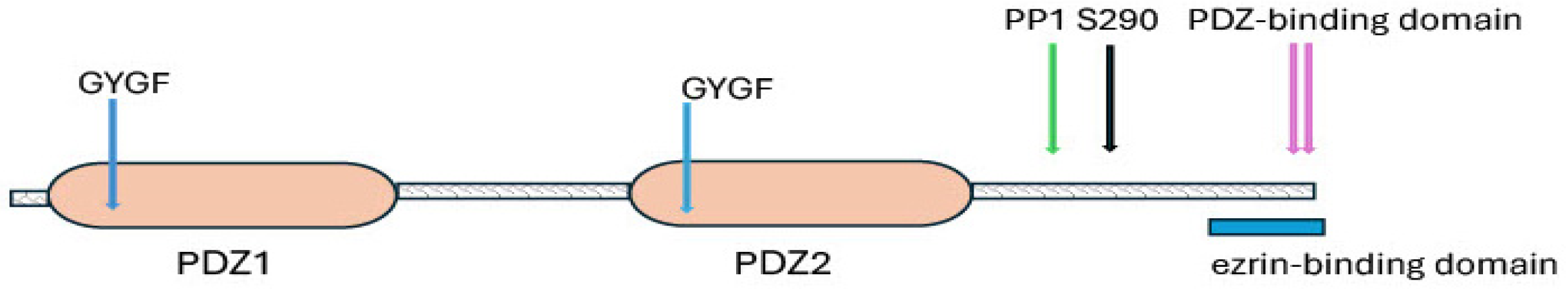 Ijms 26 00383 g004 Ijms 26 00383 g004